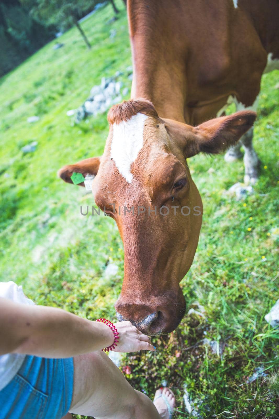 Cow is getting feed at an idyllic meadow in the European alps, Austria