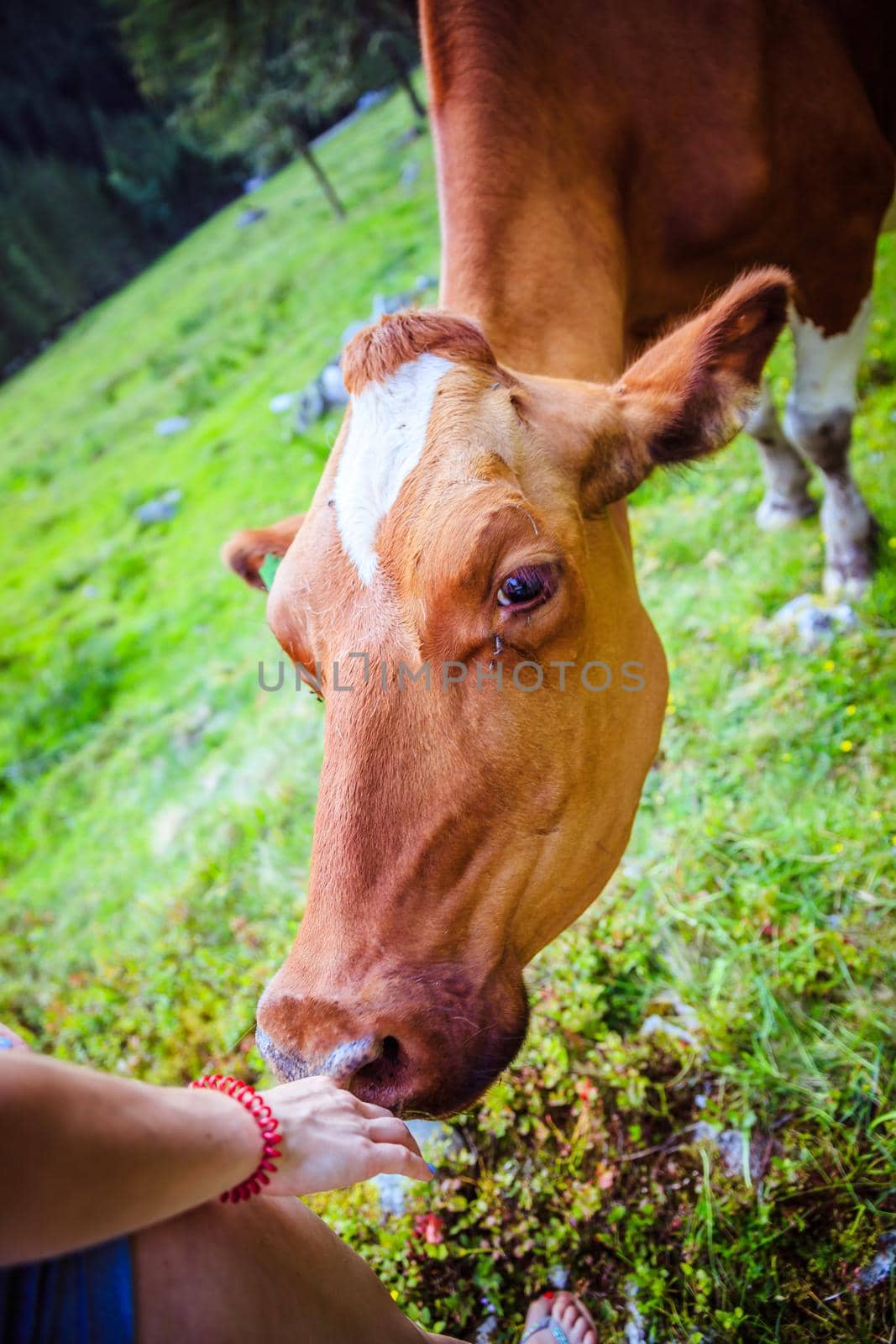 Cow is getting feed at an idyllic meadow in the European alps, Austria