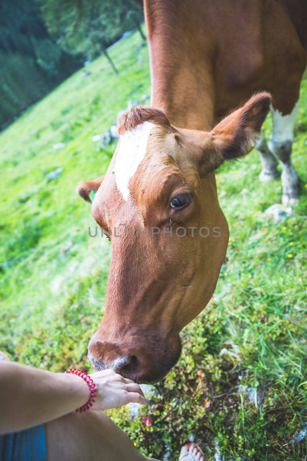 Cow is getting feed at an idyllic meadow in the European alps, Austria