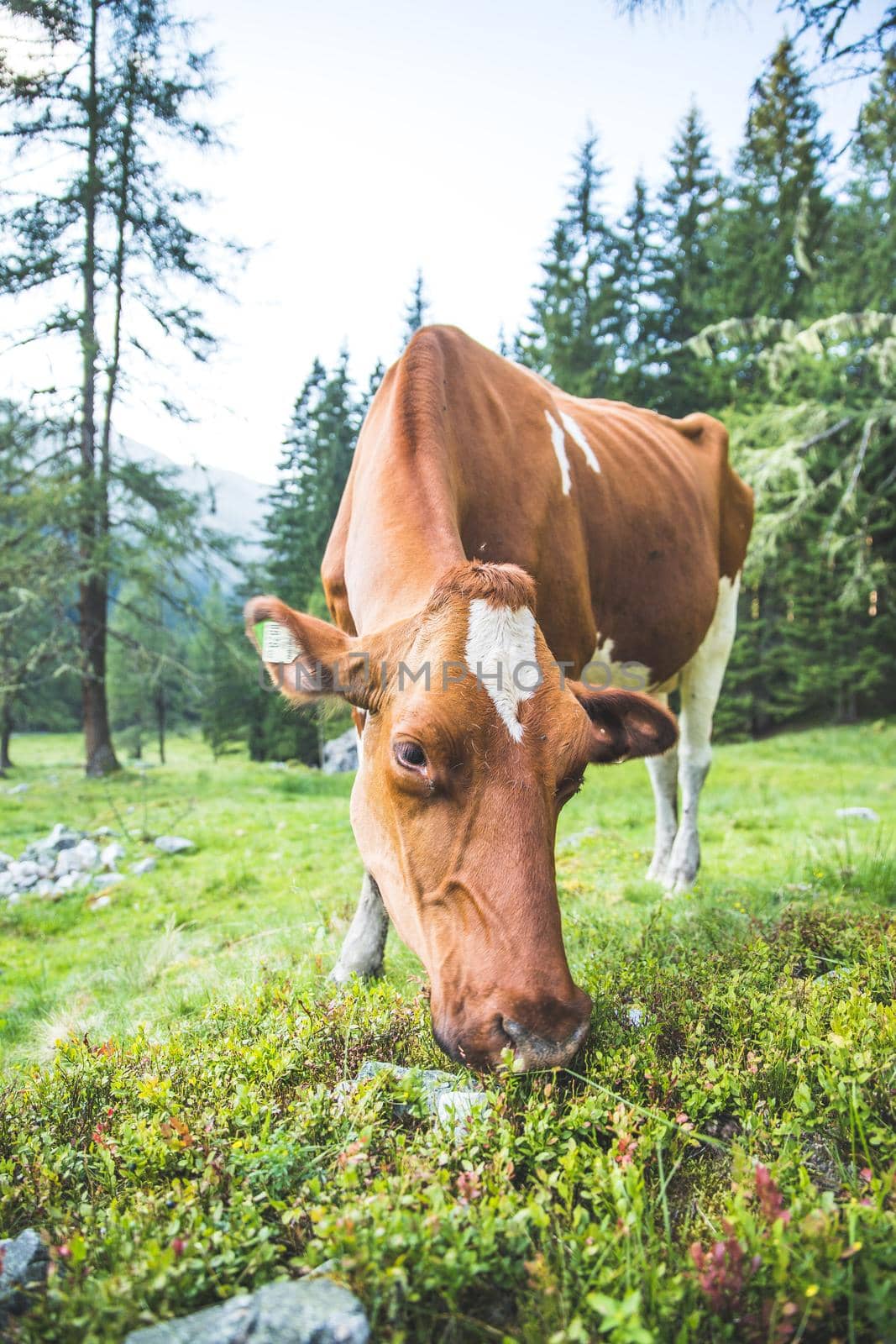 Cow is standing on an idyllic meadow in the European alps, Austria