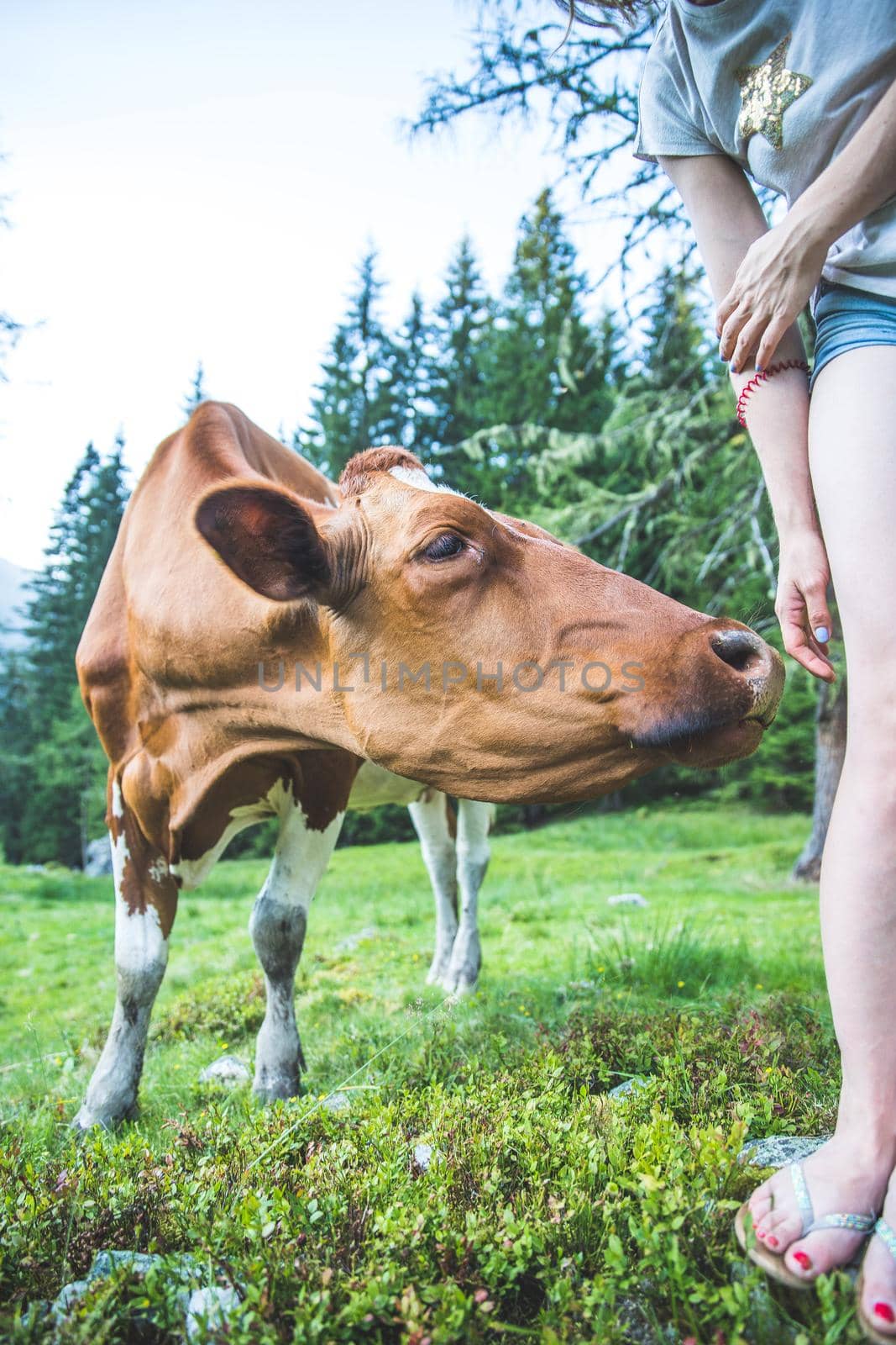 Cow is getting feed at an idyllic meadow in the European alps, Austria