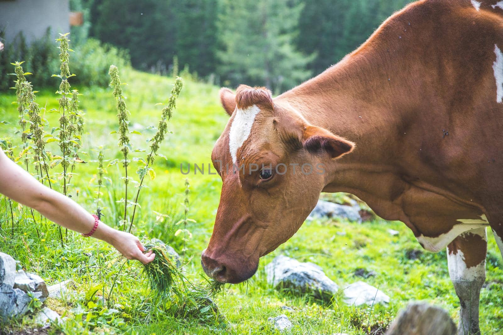 Cow is getting feed at an idyllic meadow in the European alps, Austria