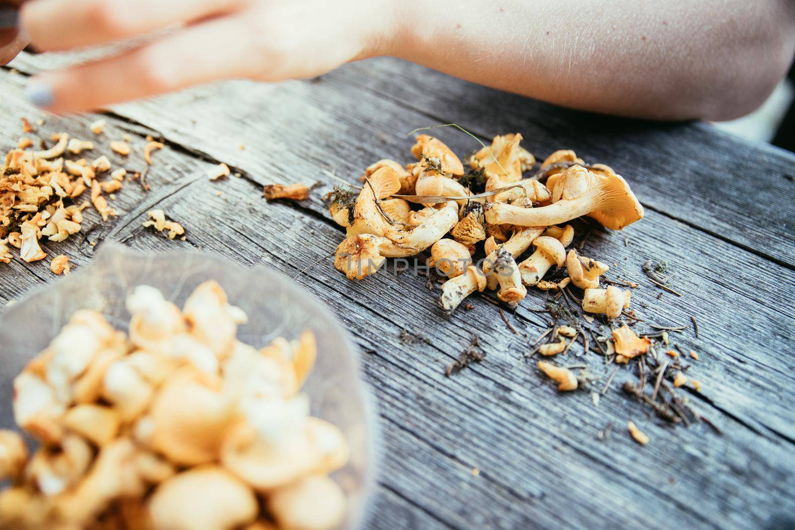 Preparing chanterelle mushrooms on an old rustic wooden table