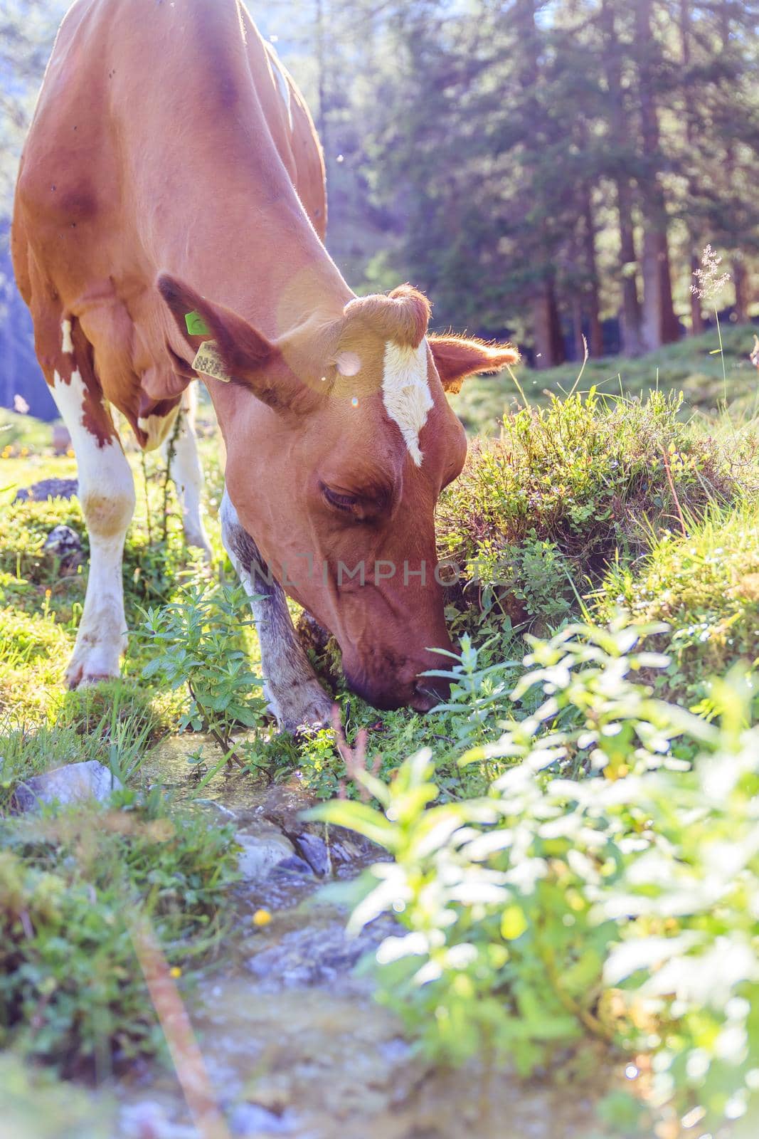 Cow is standing on an idyllic meadow in the European alps, Austria