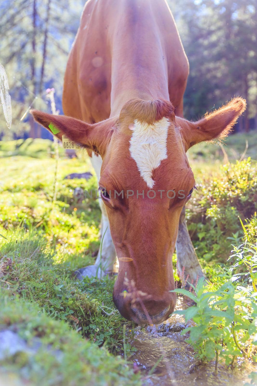 Cow is standing on an idyllic meadow in the European alps, Austria