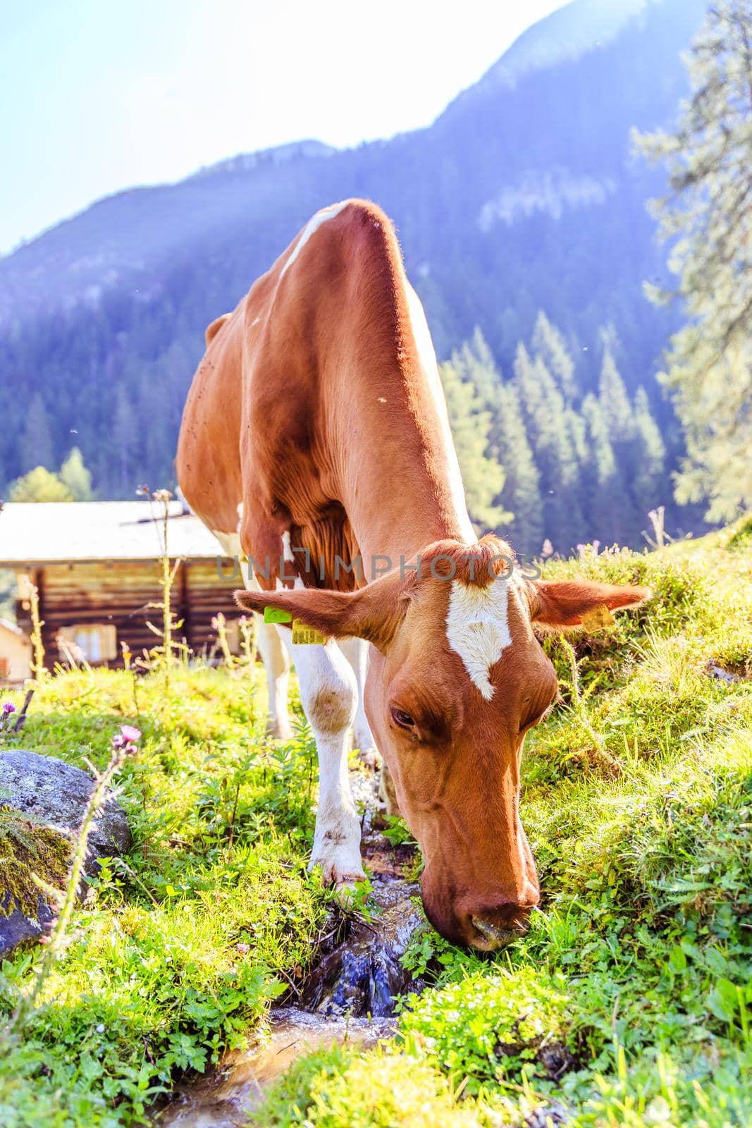 Cow is standing on an idyllic meadow in the European alps, Austria