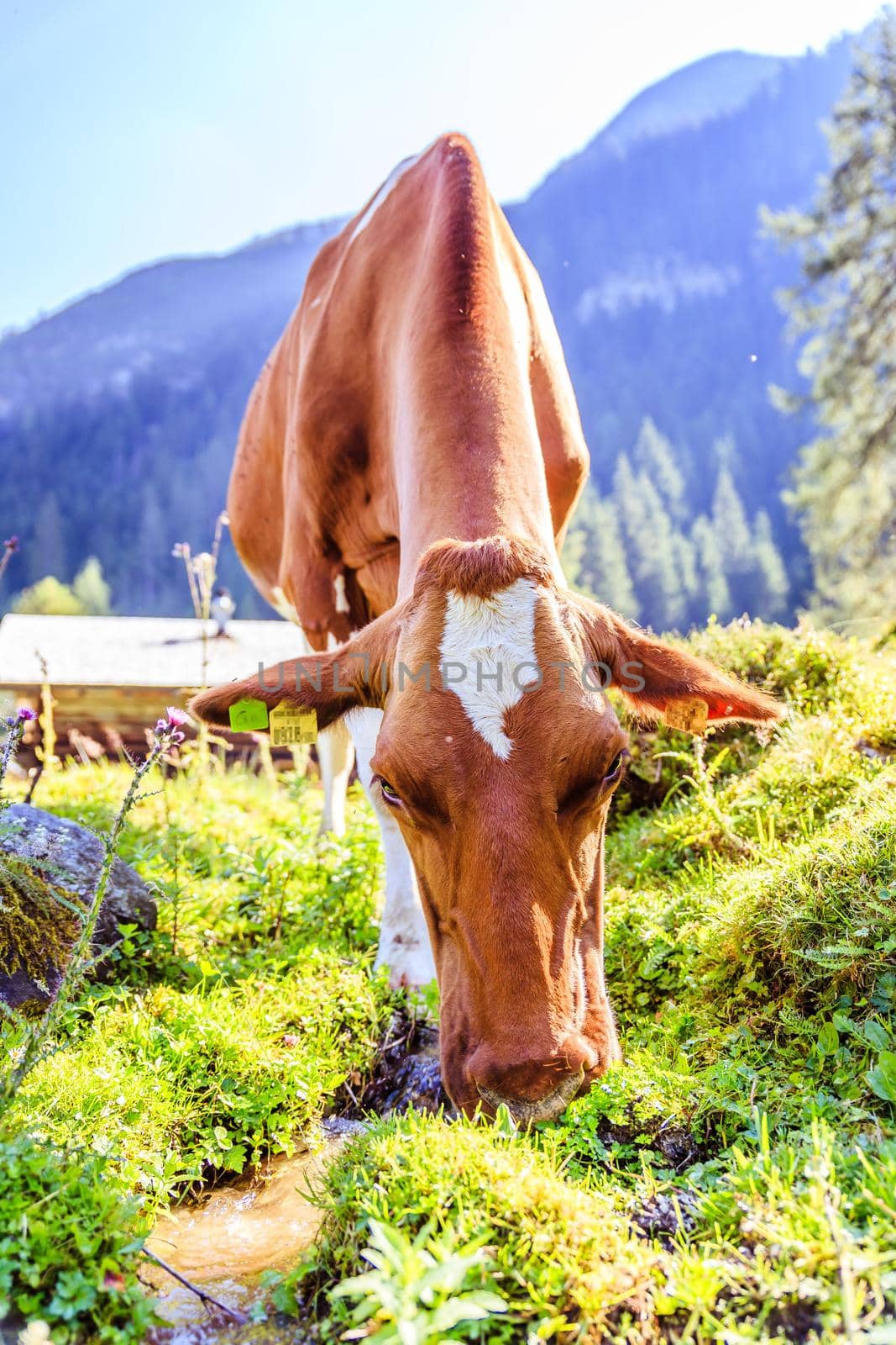 Cow is standing on an idyllic meadow in the European alps, Austria