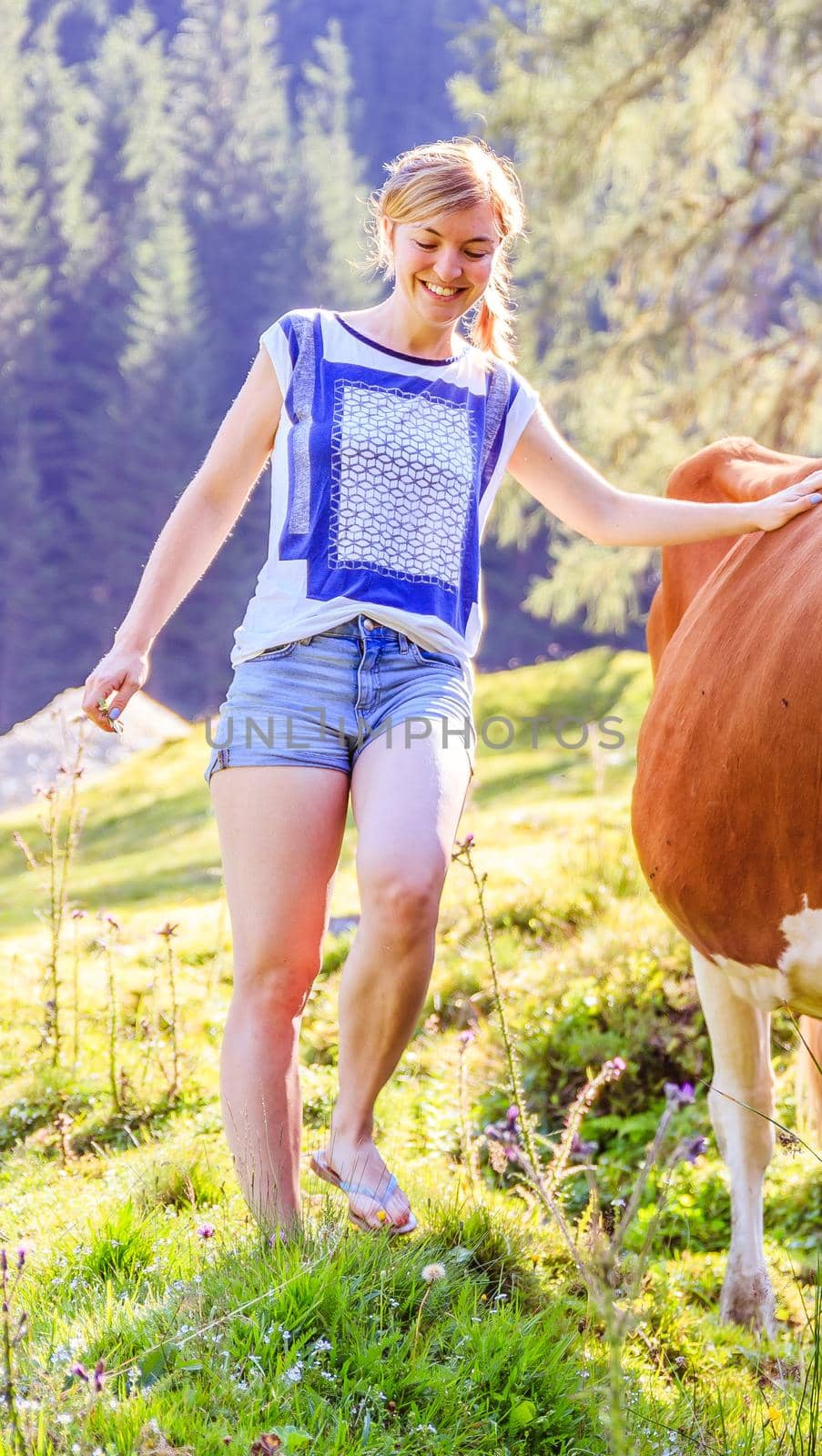 Young woman is stroking a cow, idyllic nature landscape