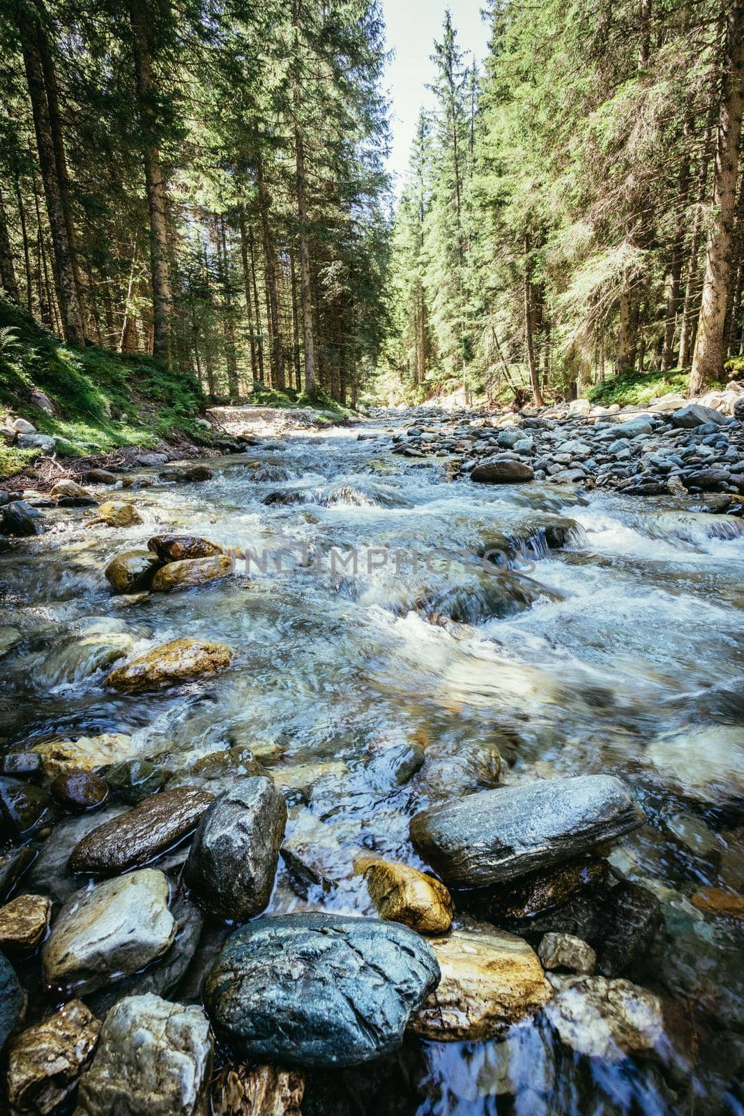 Nature landscape in the alps: River and timberland by Daxenbichler