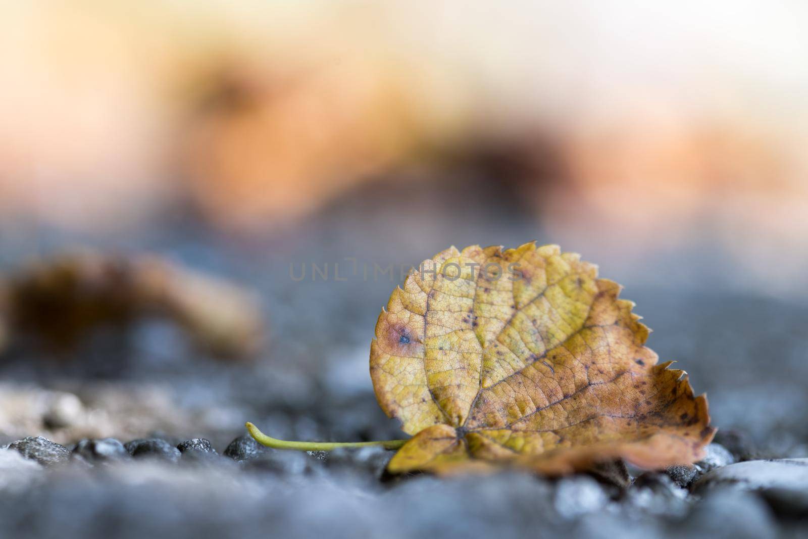 Close up of colorful leaf lying on the floor. Autumn time.