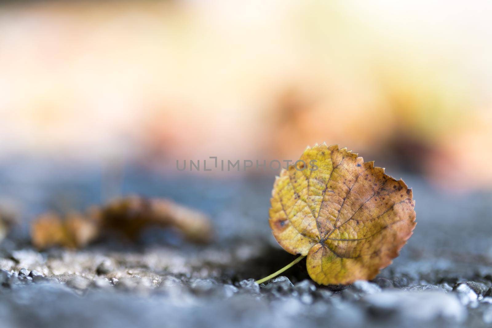 Close up of colorful leaf lying on the floor. Autumn time.