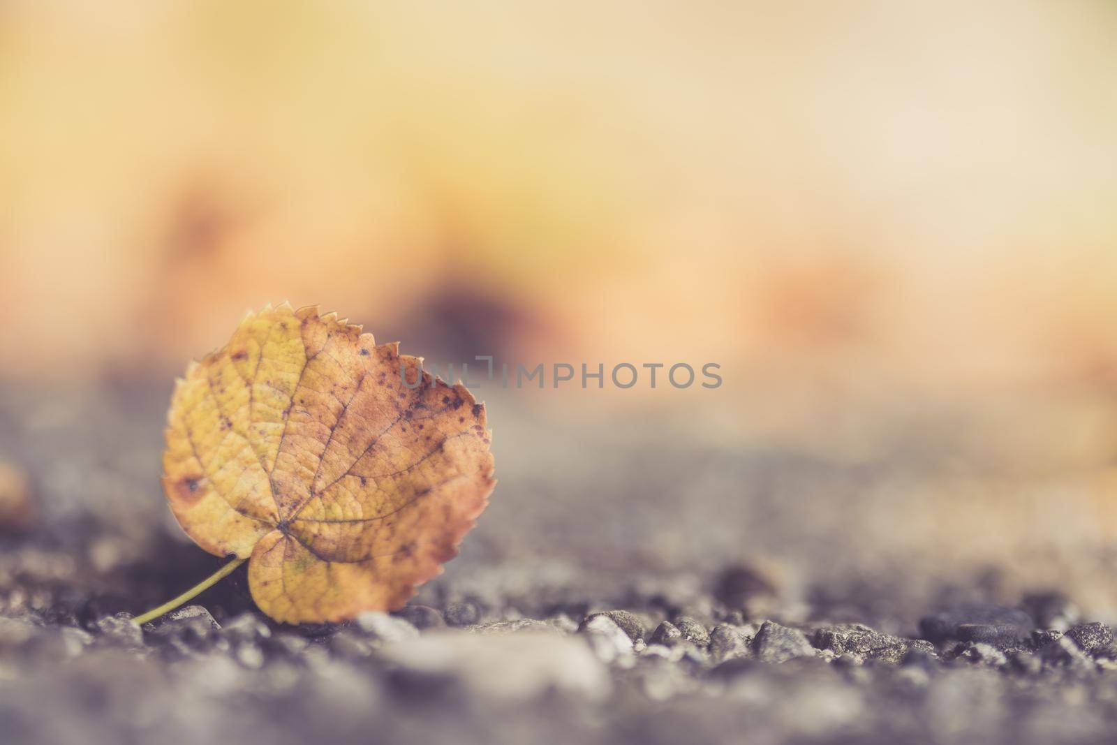 Close up of colorful leaf lying on the floor. Autumn time.