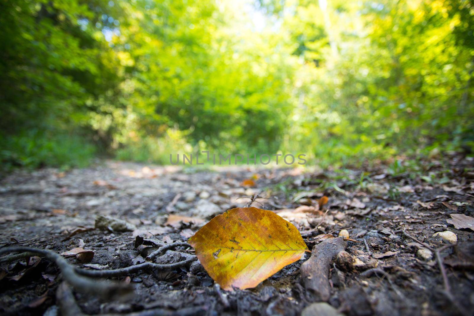 Close up of colorful leaf lying on the floor. Autumn time.