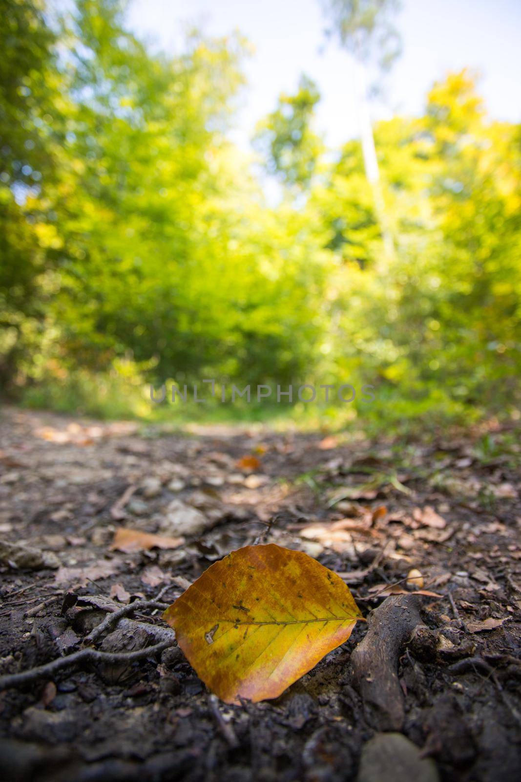 Autumn time: Beautiful colorful leaf lying on the floor, fall concept with copy space by Daxenbichler