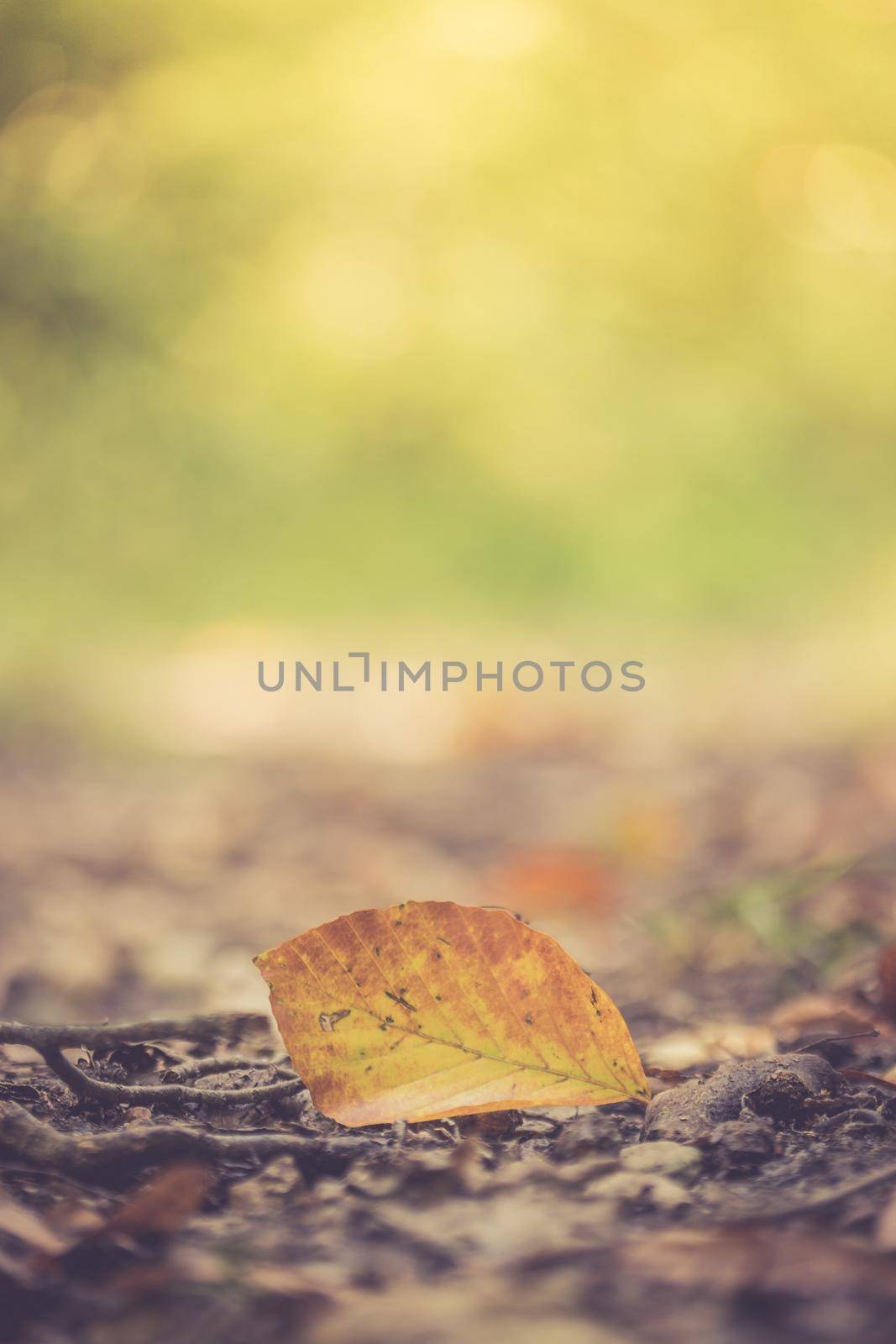 Close up of colorful leaf lying on the floor. Autumn time.