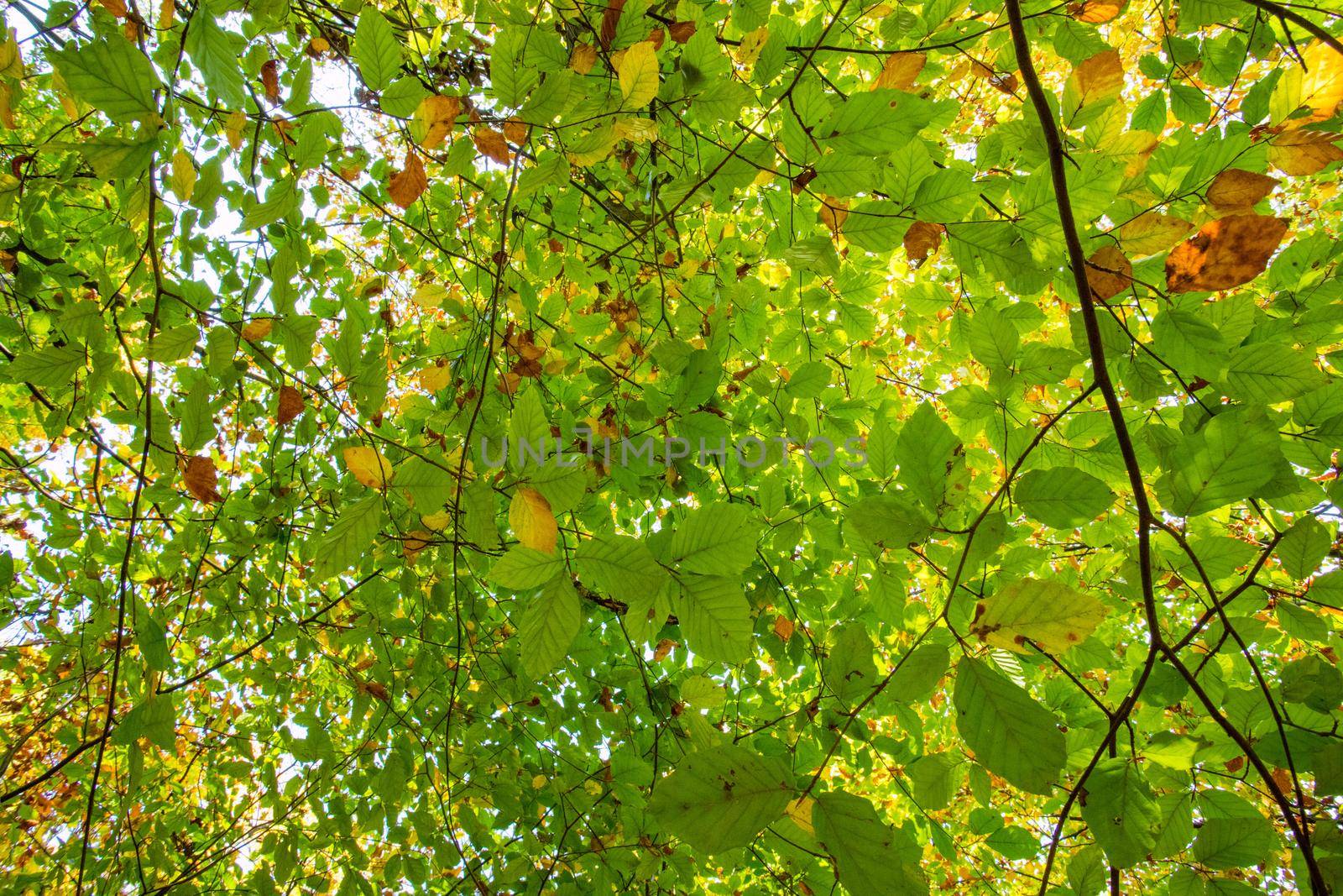 Colorful leaves in a park, autumn, copy space