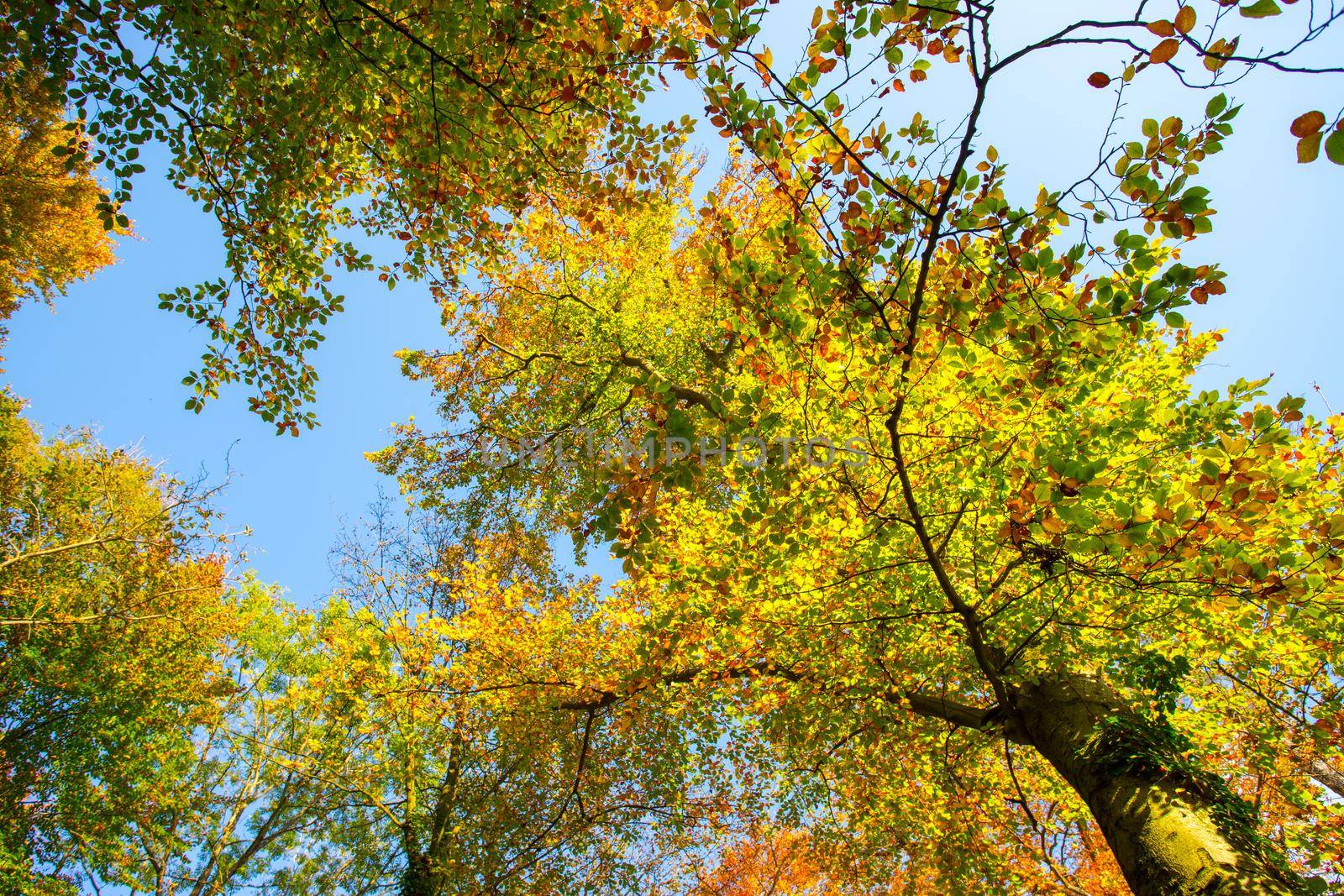 Colorful leaves in a park, autumn, copy space