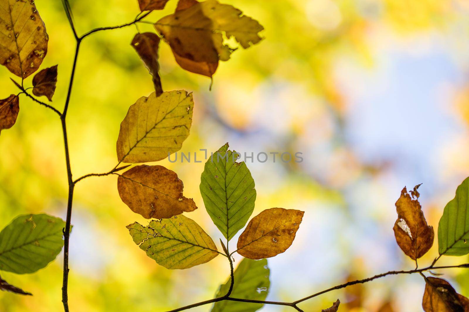 Colorful leaves on a tree in autumn, park flair and blurry background by Daxenbichler