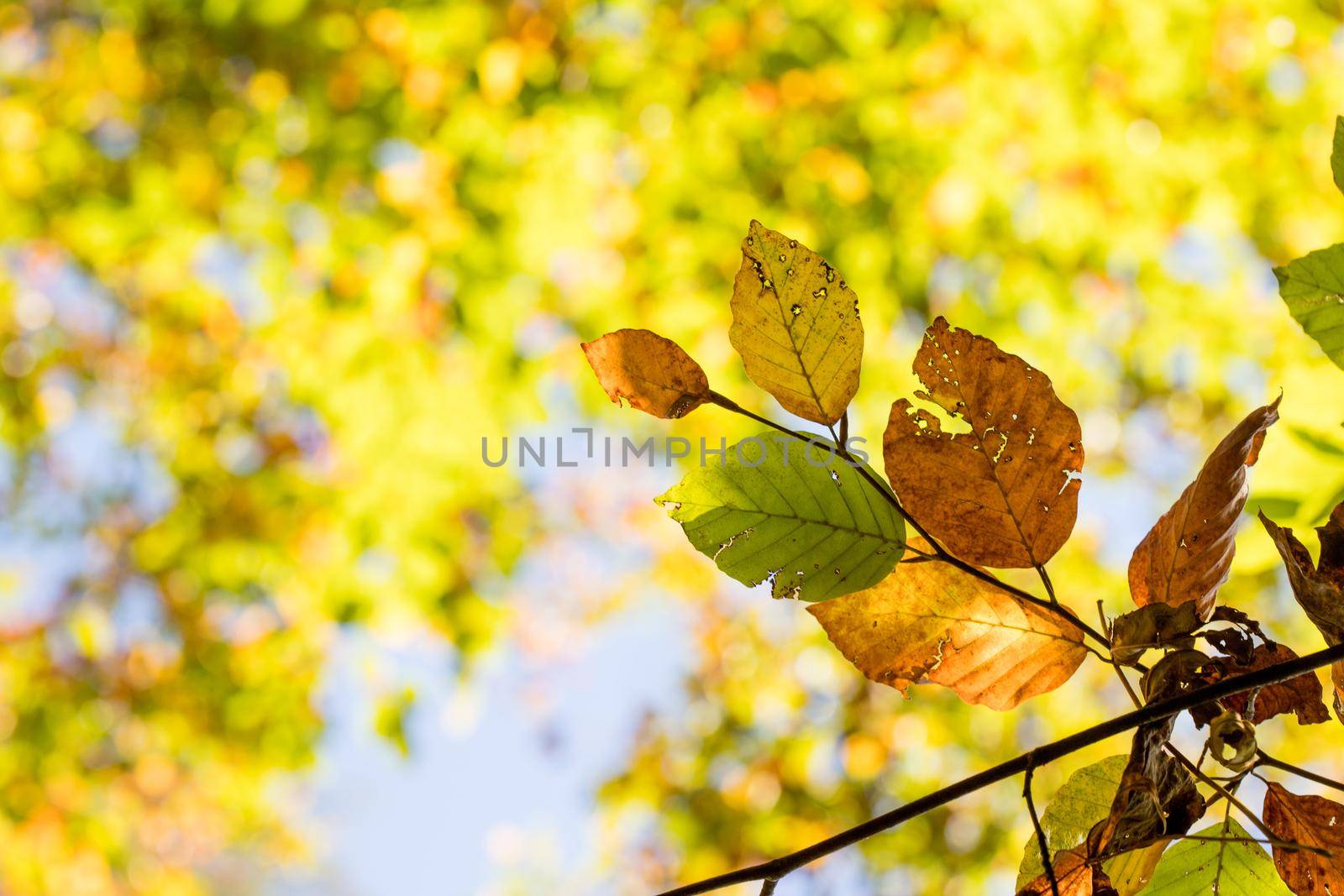Colorful leaves in a park, autumn, copy space