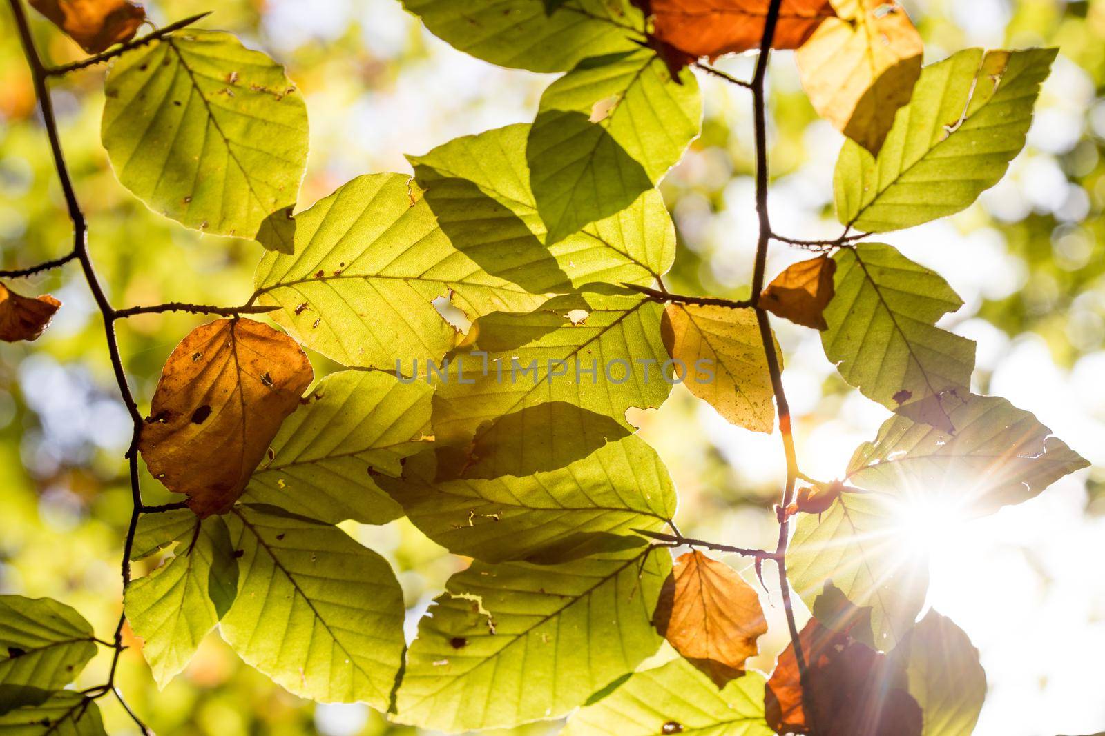Colorful leaves in a park, autumn, copy space