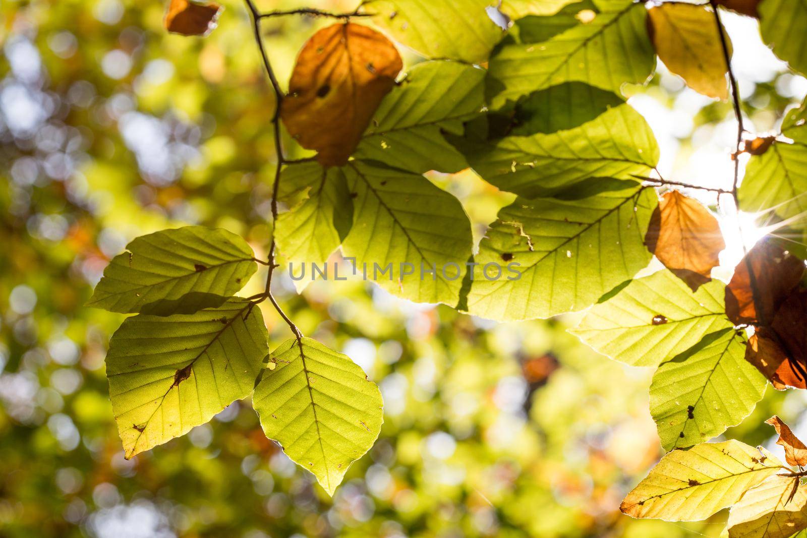 Colorful leaves in a park, autumn, copy space