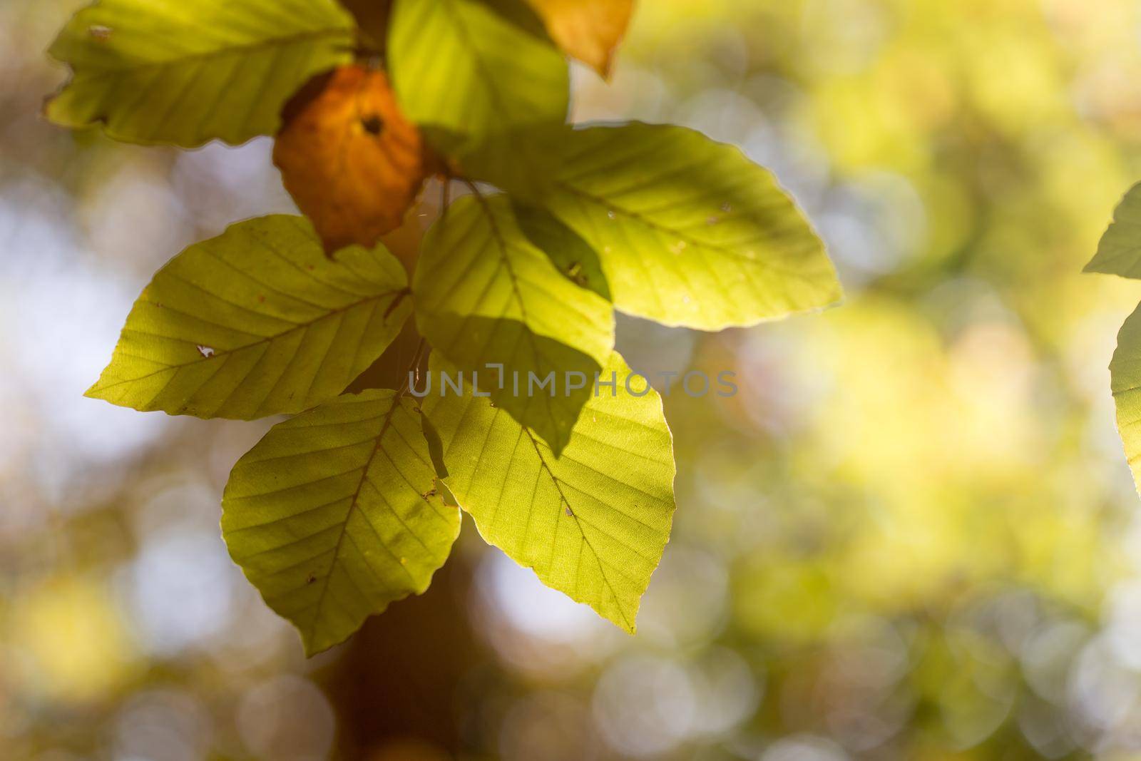 Colorful leaves in a park, autumn, copy space