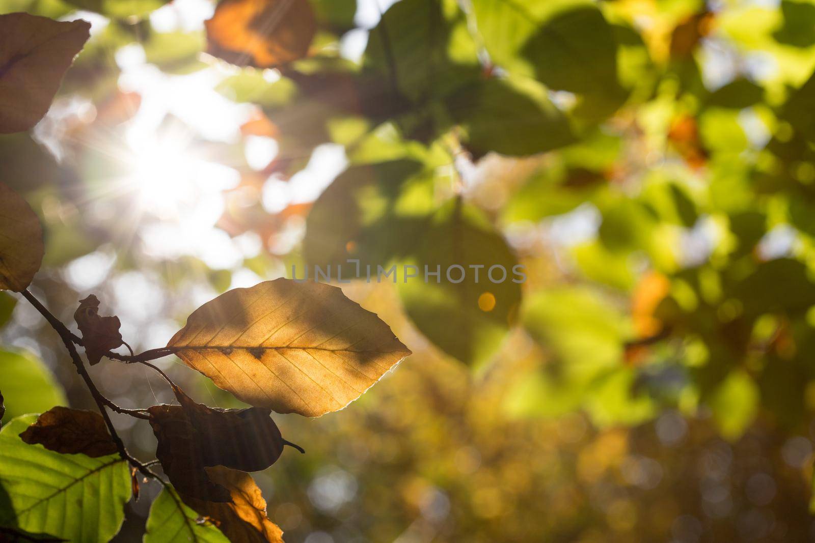 Colorful leaves in a park, autumn, copy space