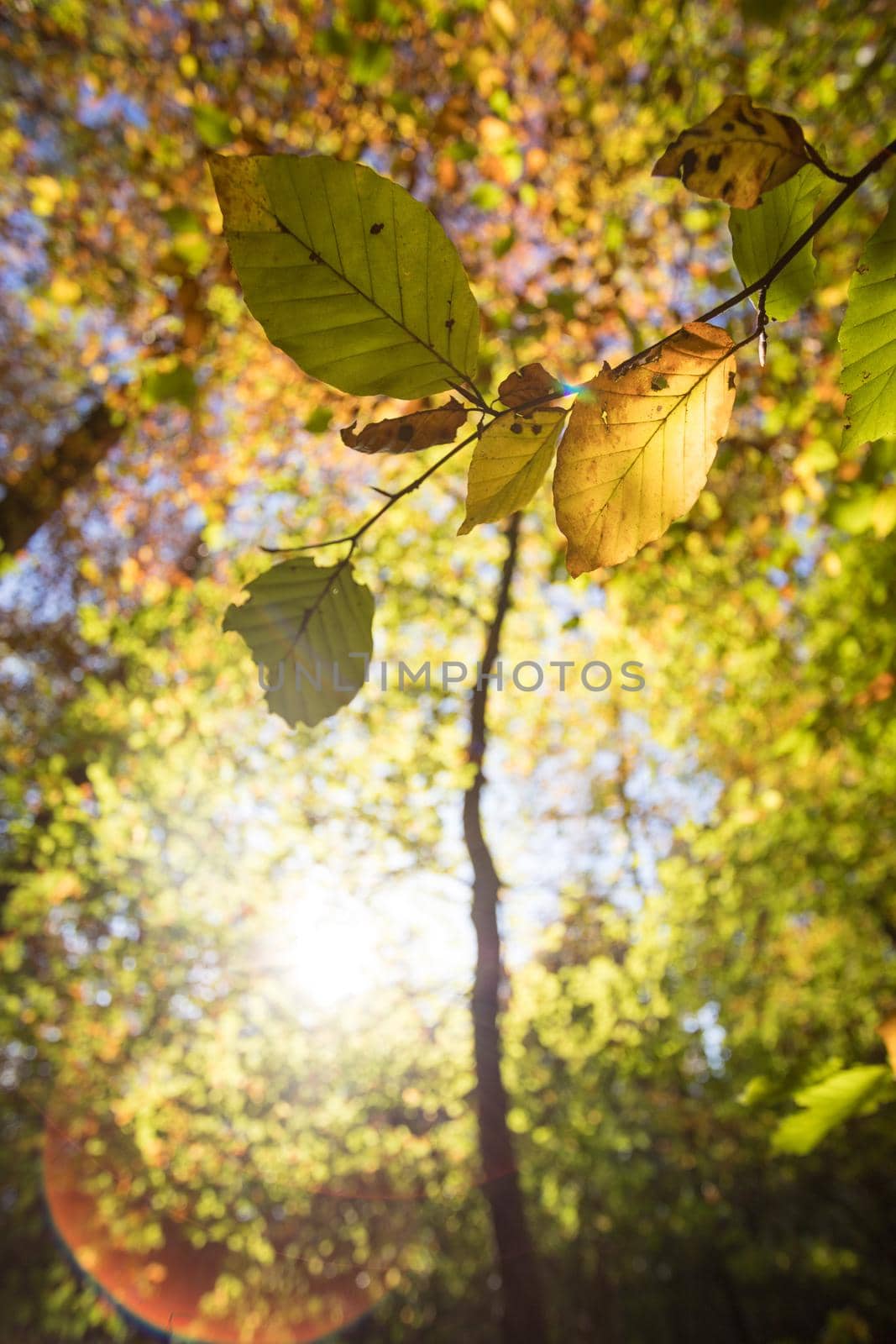 Colorful leaves on a tree in autumn, park flair and blurry background by Daxenbichler