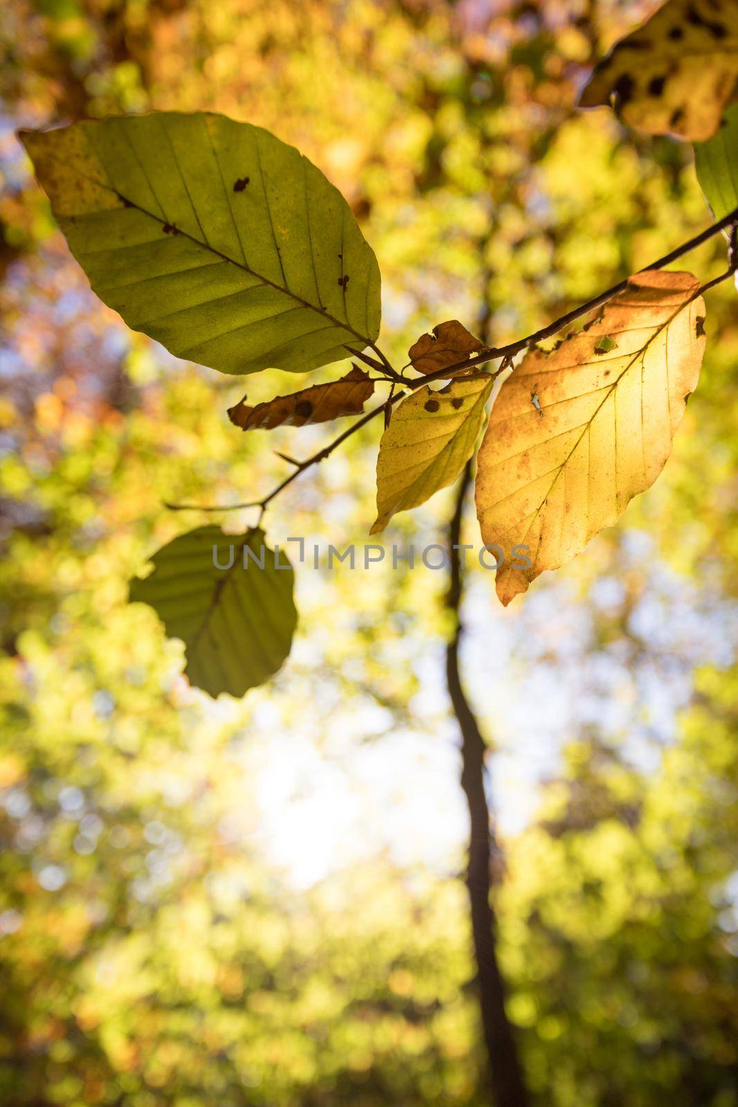 Colorful leaves on a tree in autumn, park flair and blurry background by Daxenbichler