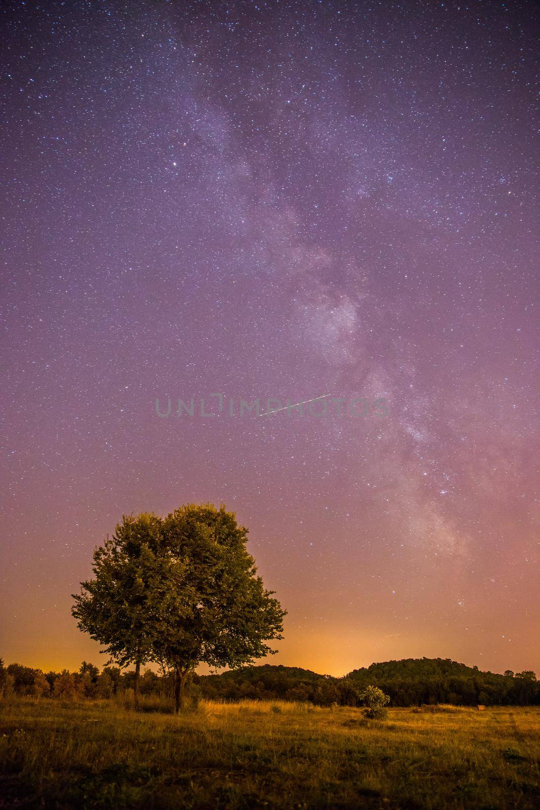 Clear purple sky with stars, lonely field and tree