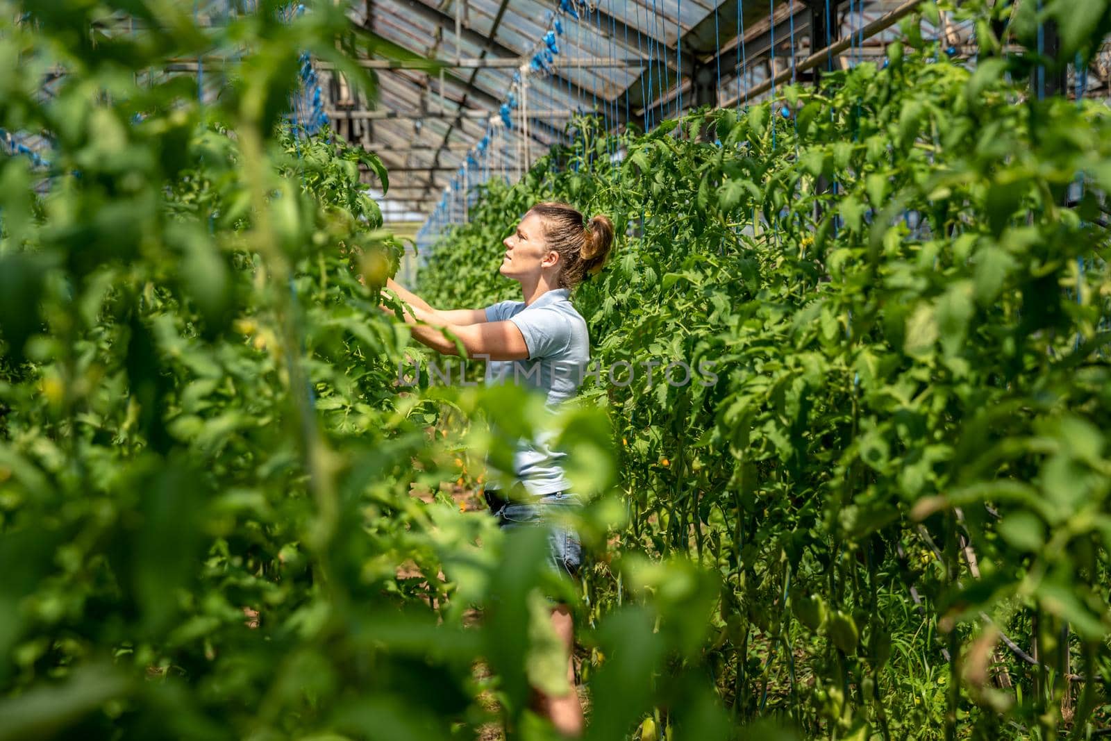 farmer takes care of tomatoes in a greenhouse on the farm by Edophoto