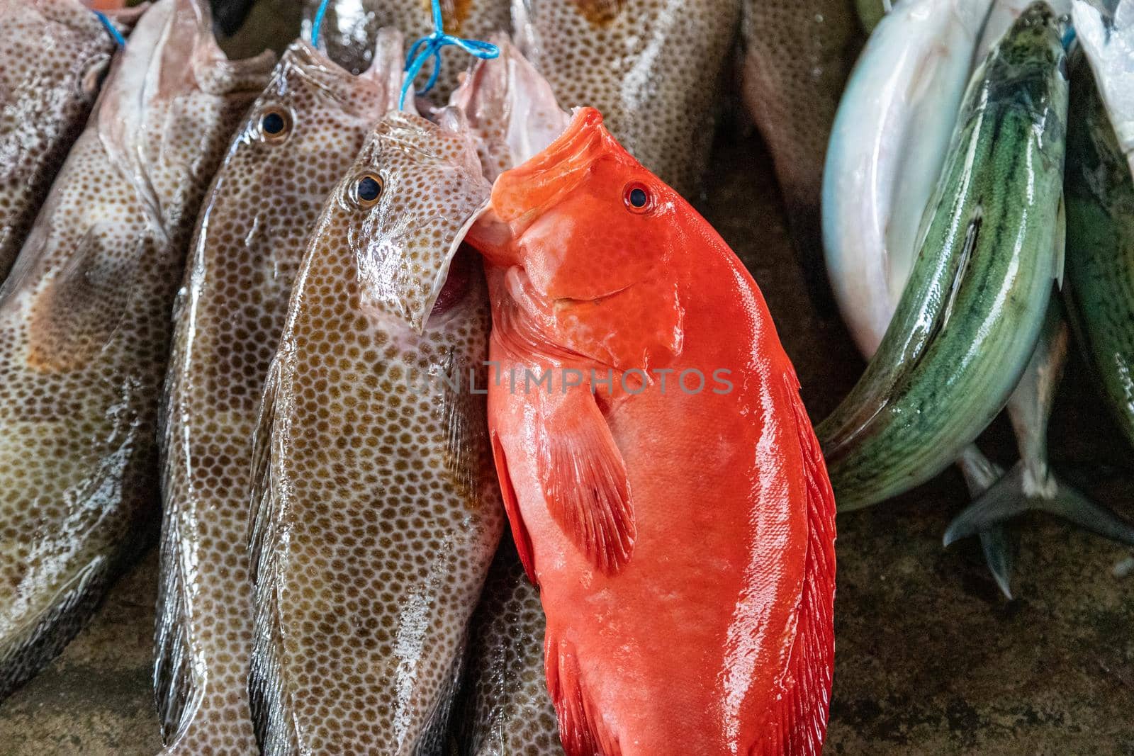 Fish on a market in Victoria, Seychelles by reinerc