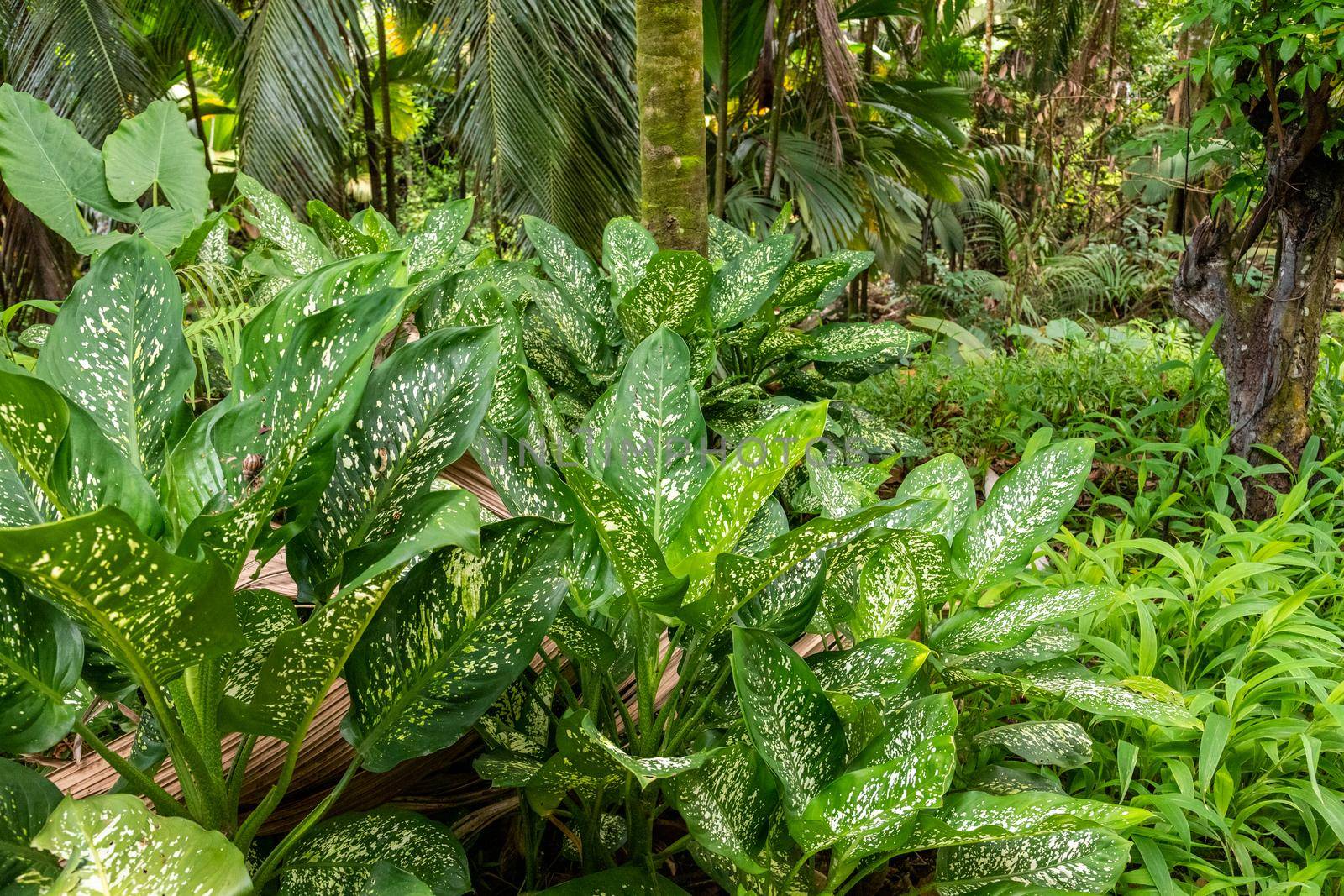 Green forest and plants with green white marmored leaves on Seychelles island Mahé 