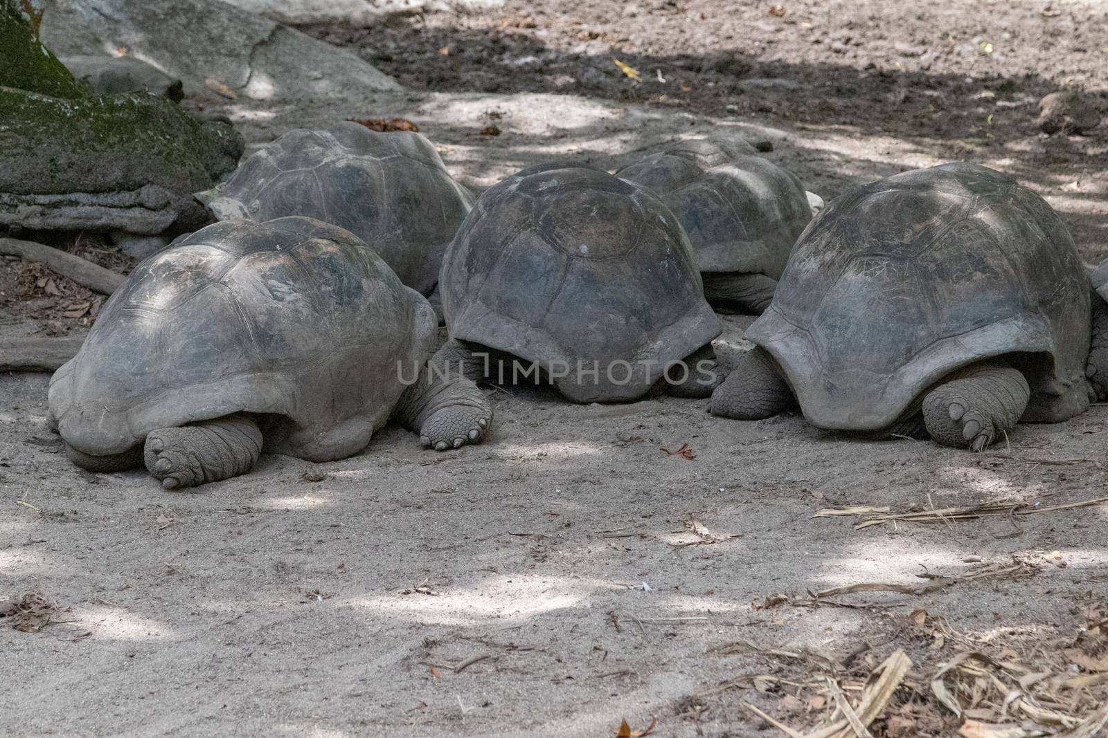 Giant turtles on Seychelles island La Digue by reinerc