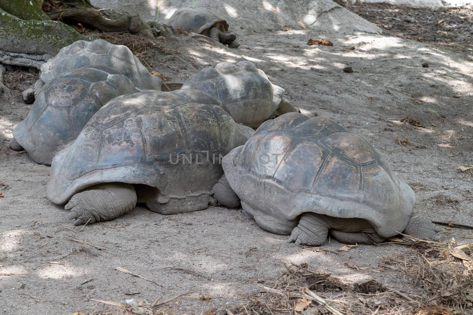 Giant turtles on Seychelles island La Digue by reinerc