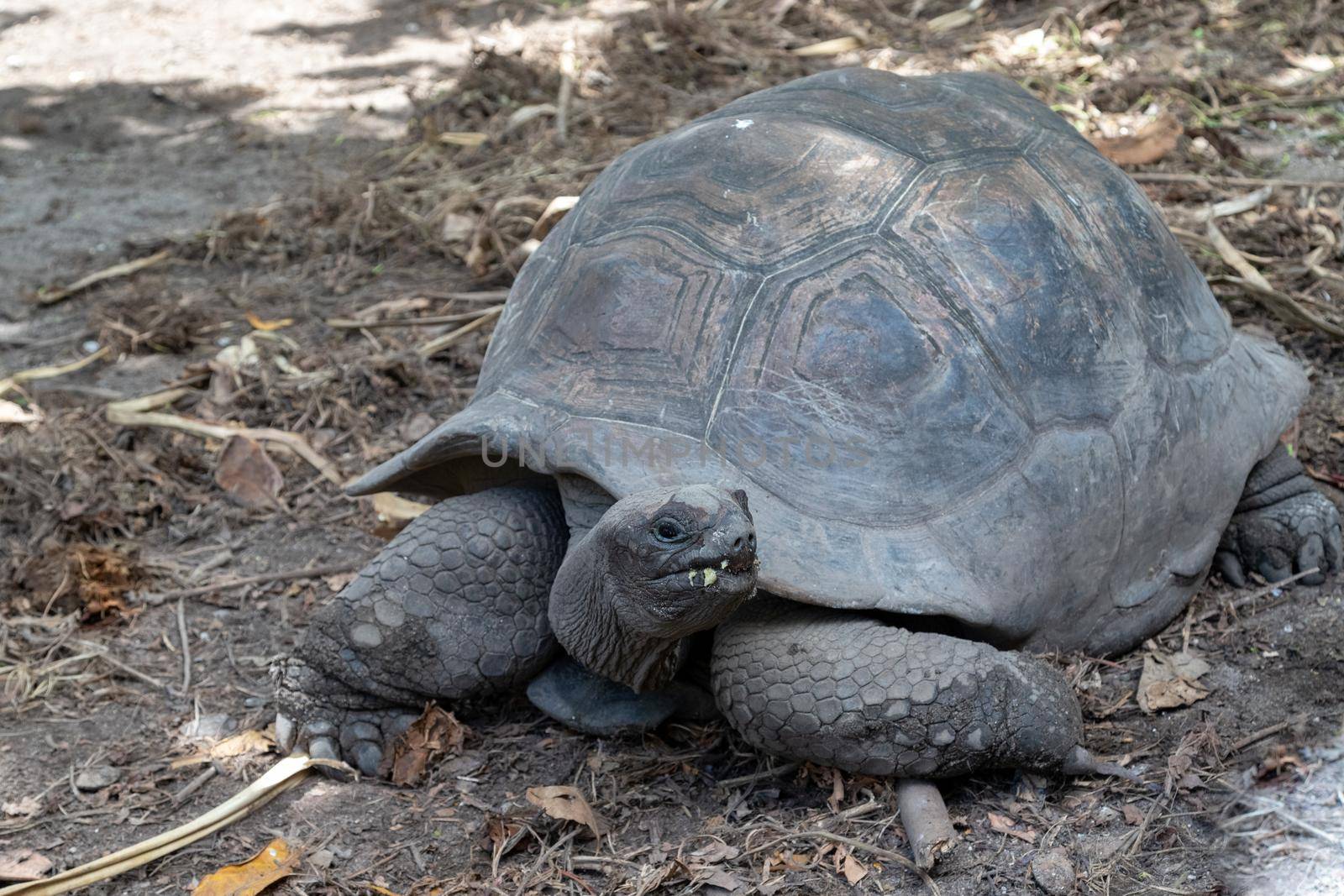 Giant turtles on Seychelles island La Digue by reinerc