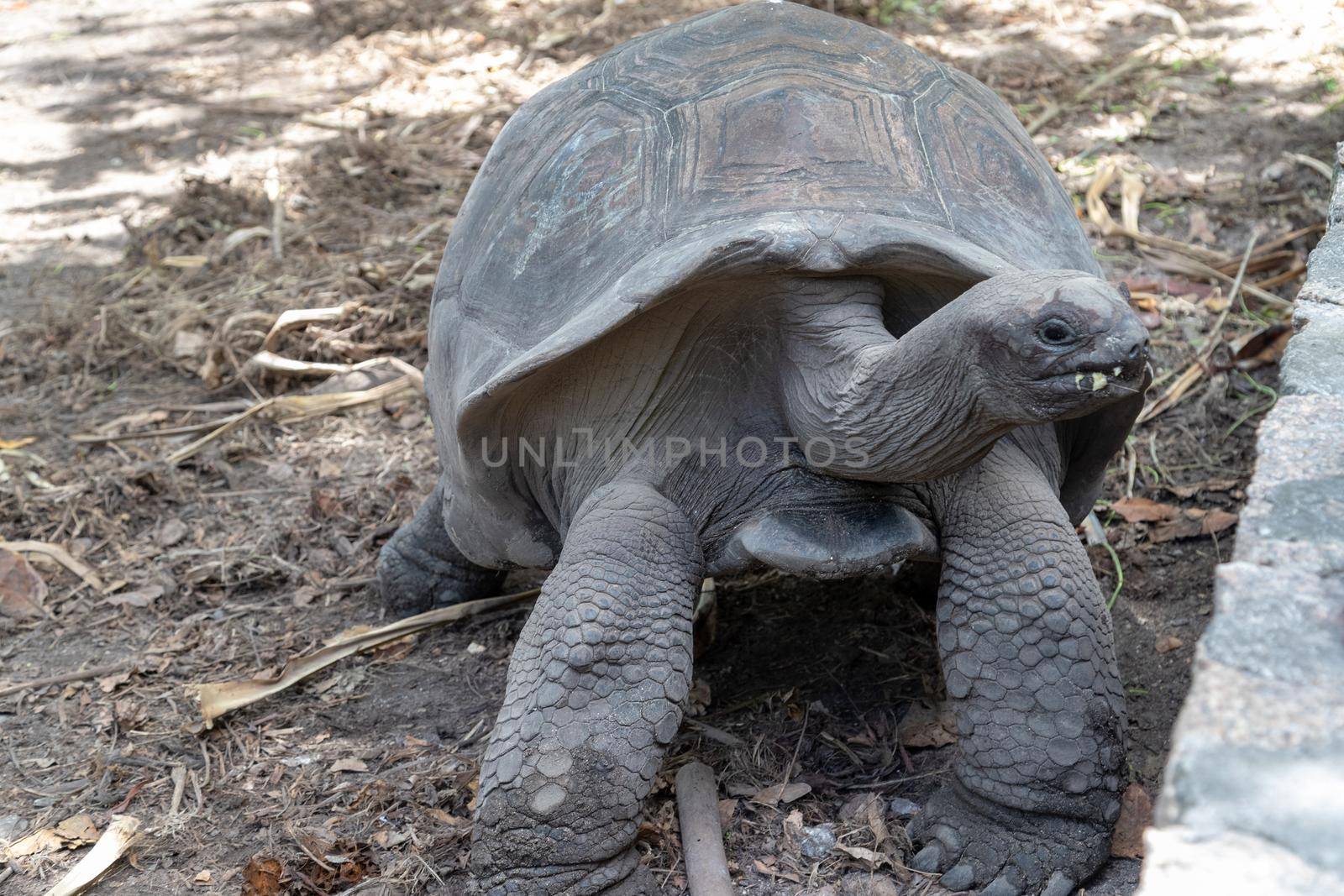 Giant turtles on Seychelles island La Digue by reinerc