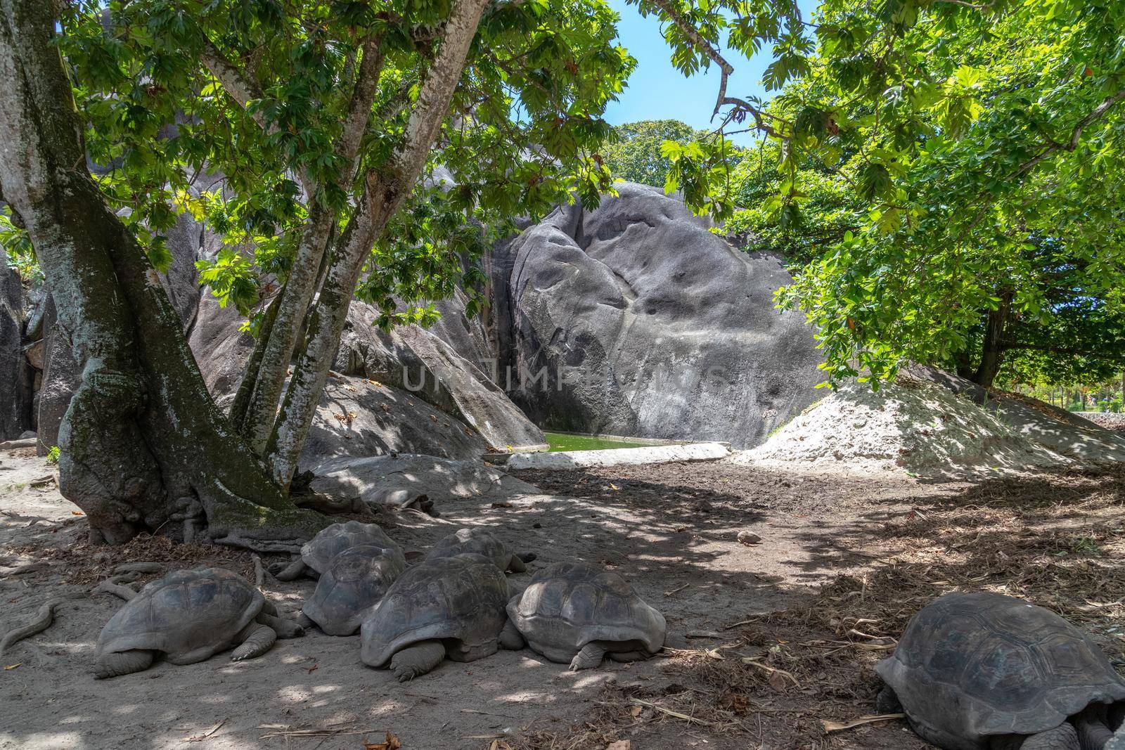 Giant turtles (dipsochelys gigantea) on Seychelles island La Digue