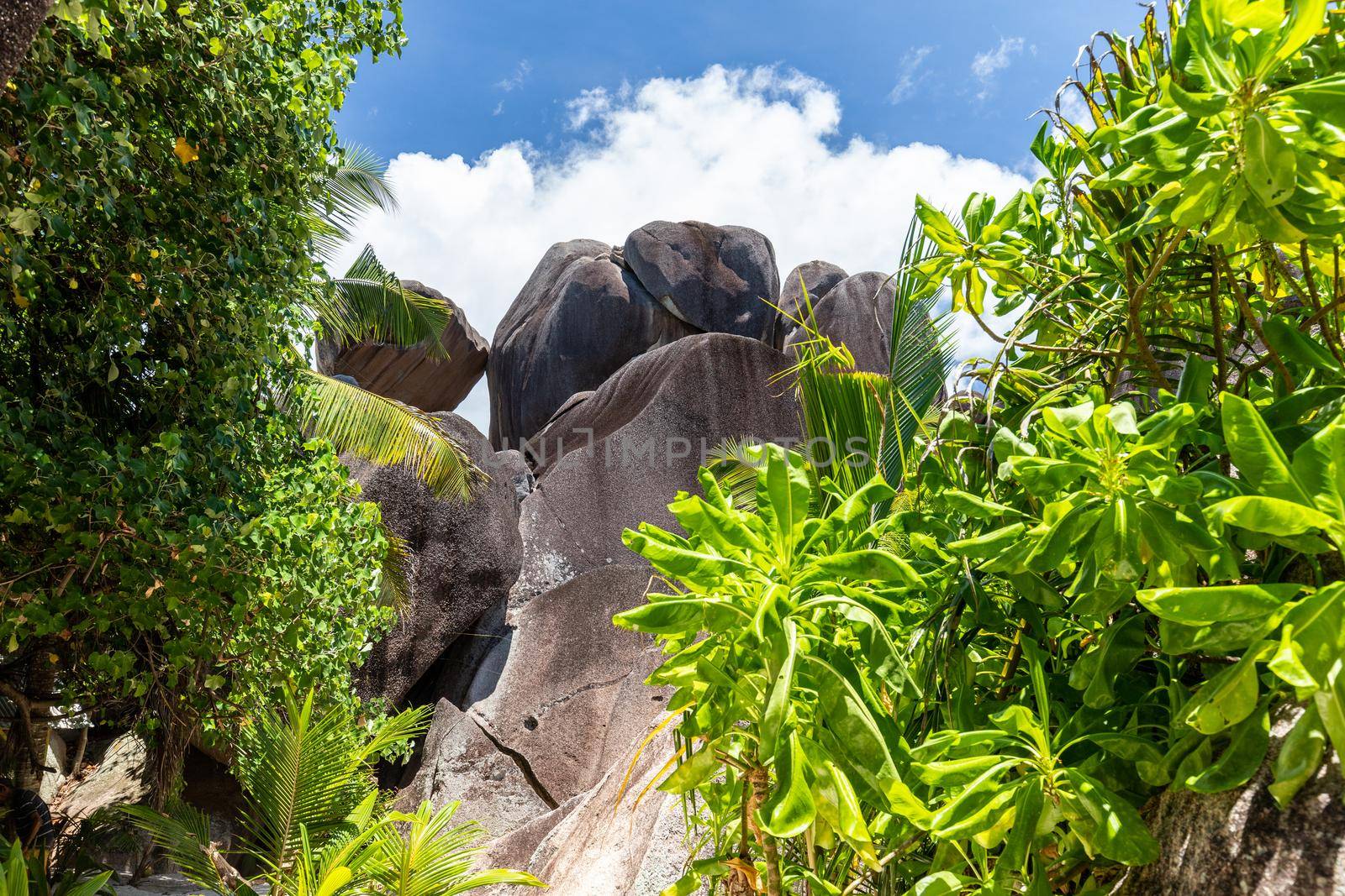 Landscape on Seychelles island La Digue with plam tree, granite rock in the background and water in front