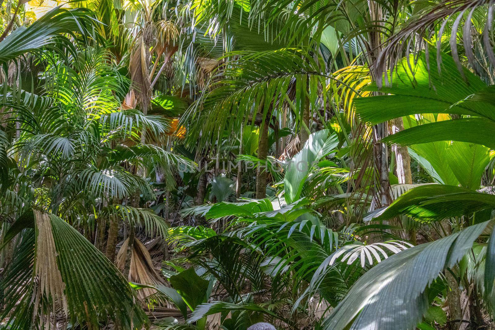 Vallee de Mai on Seychelles island Praslin  by reinerc