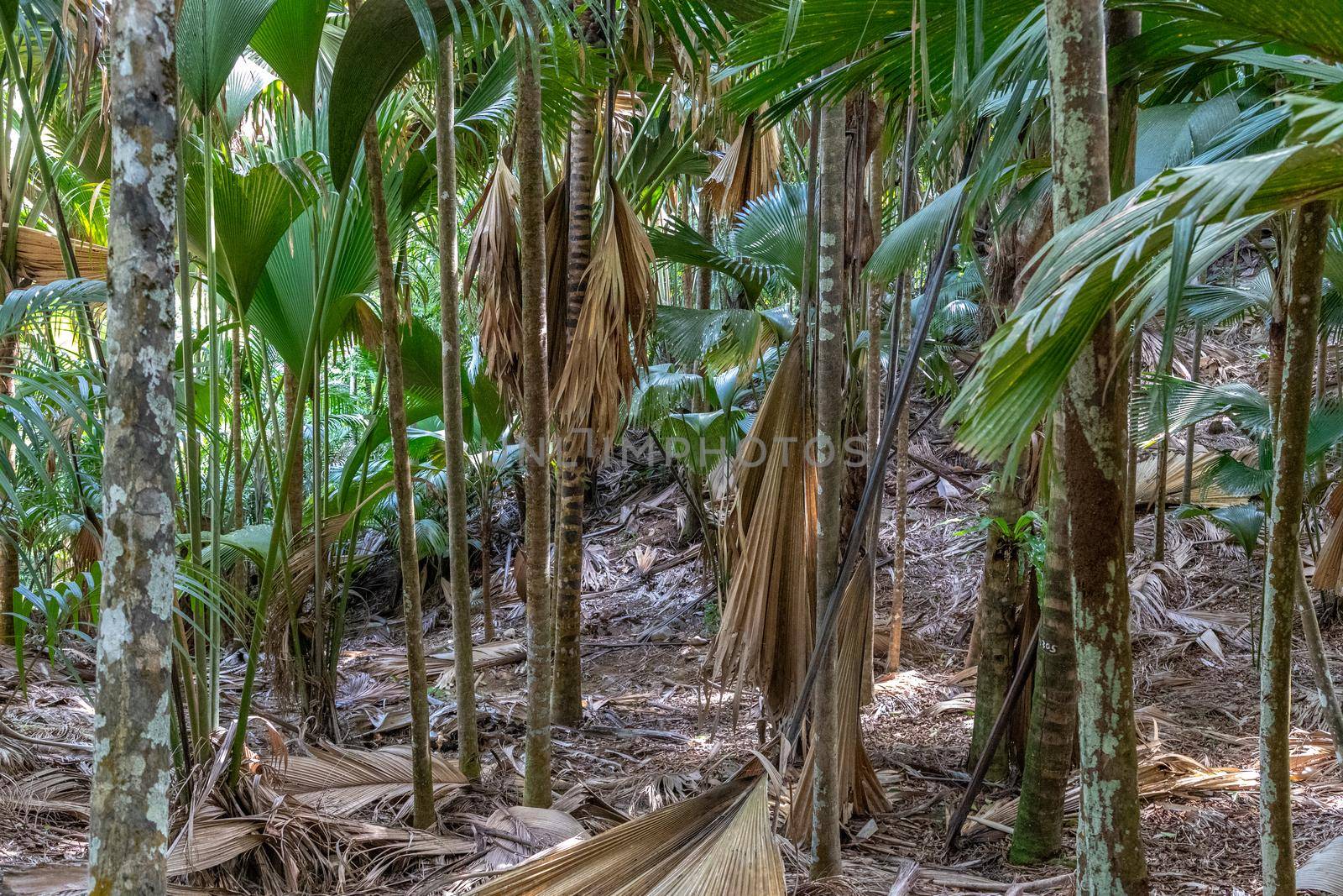 UNESCO world natural heritage Vallee de Mai with coco de mer palms on Seychelles island Praslin