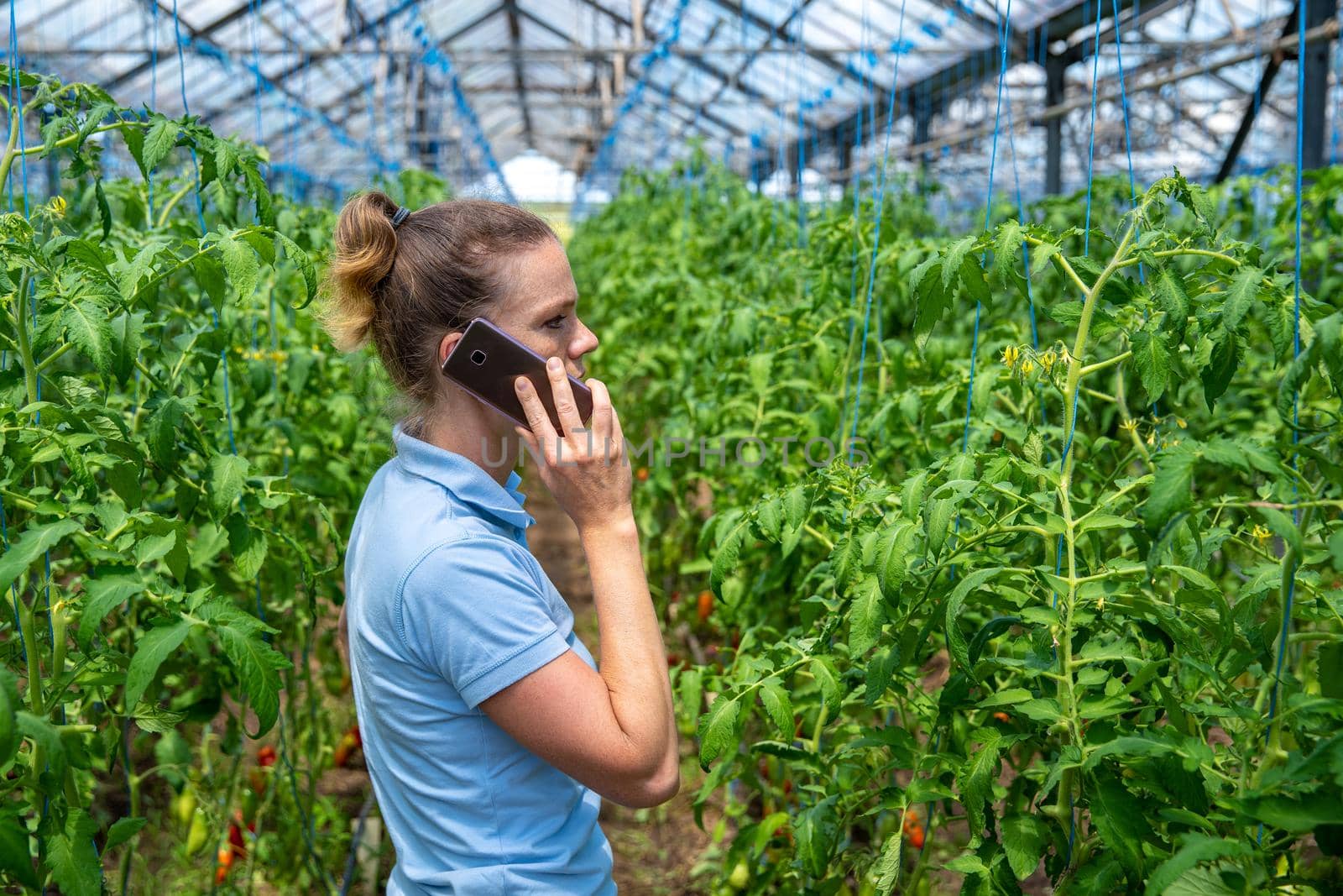 farmer phoning in a greenhouse on an organic farm growing tomatoes.