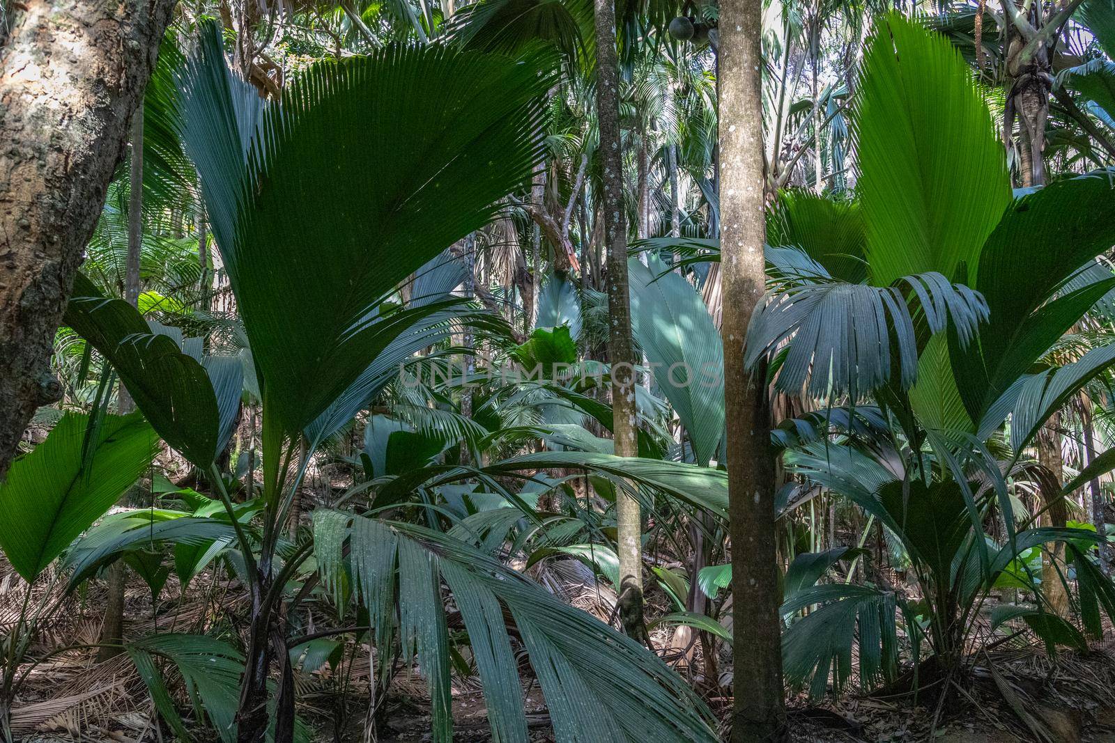 UNESCO world natural heritage Vallee de Mai with coco de mer palms on Seychelles island Praslin