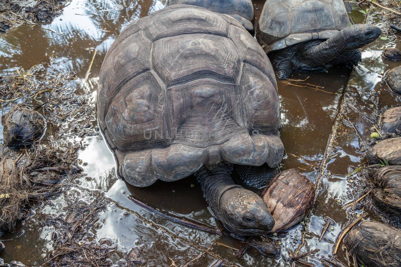 Giant land turtles (dipsochelys gigantea) on Seychelles island Praslin