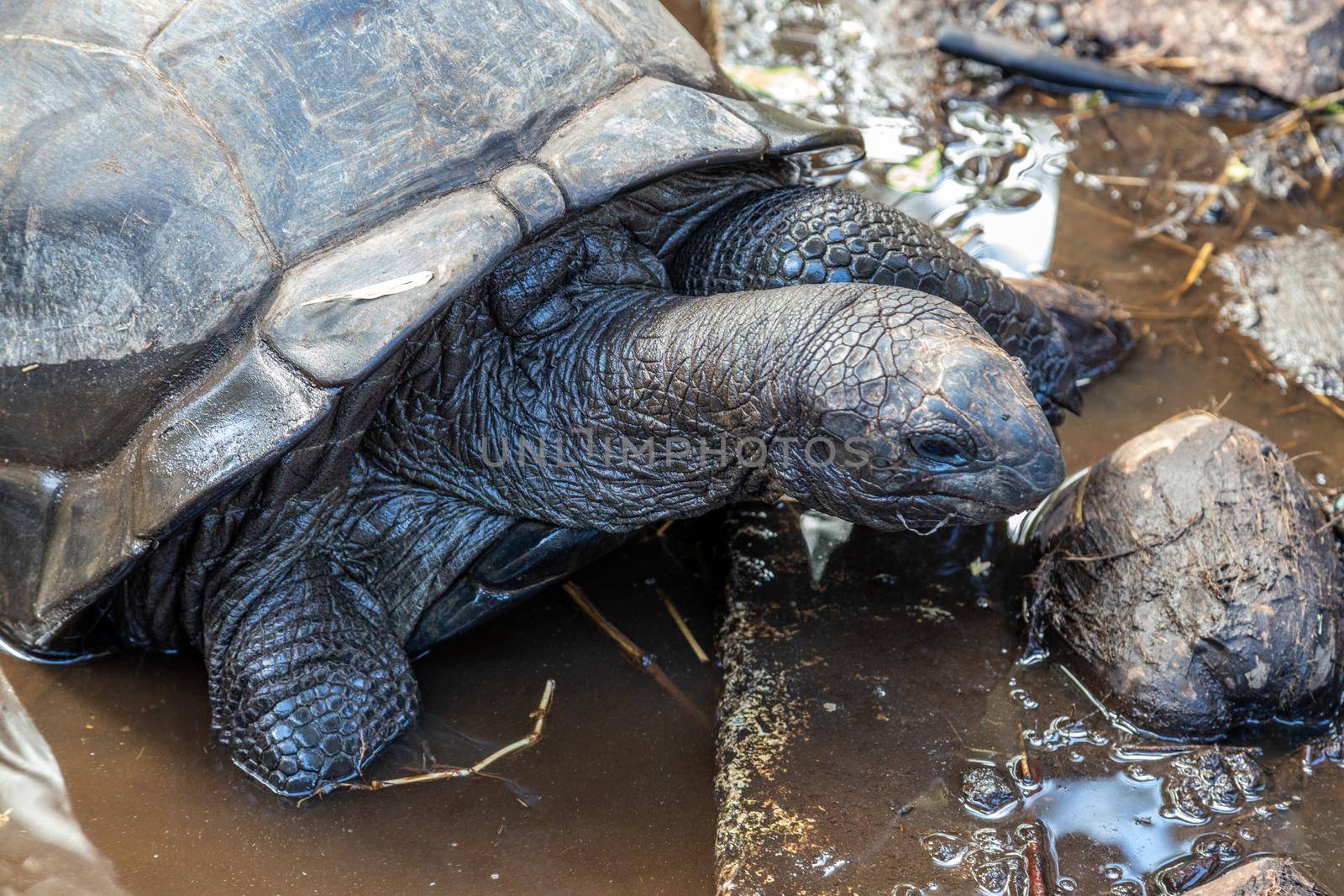 Turtles on Seychelles island Praslin by reinerc