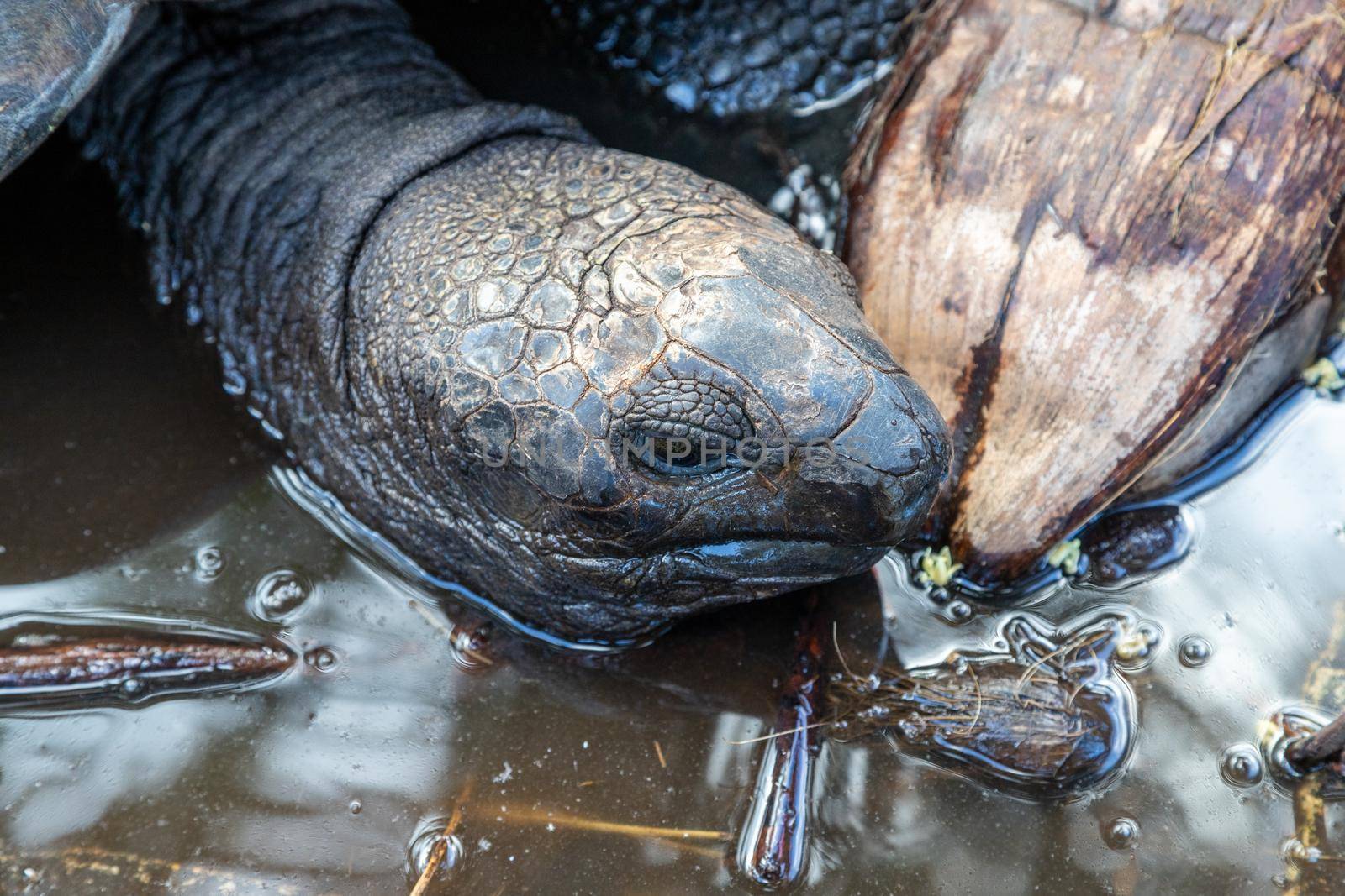 Giant land turtles (dipsochelys gigantea) on Seychelles island Praslin