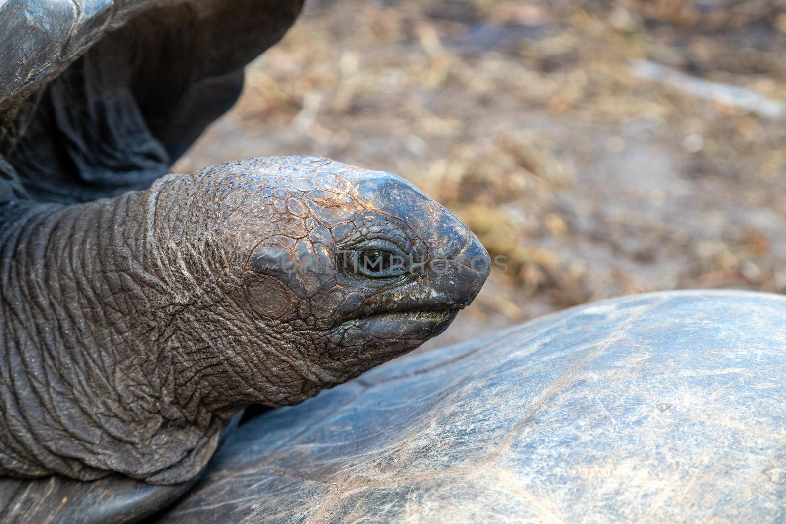 Giant land turtles (dipsochelys gigantea) on Seychelles island Praslin