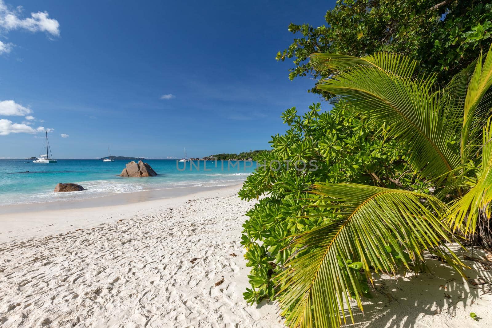 Paradise beach with white sand, palms, rocks, turqoise water on Seychelles island Praslin