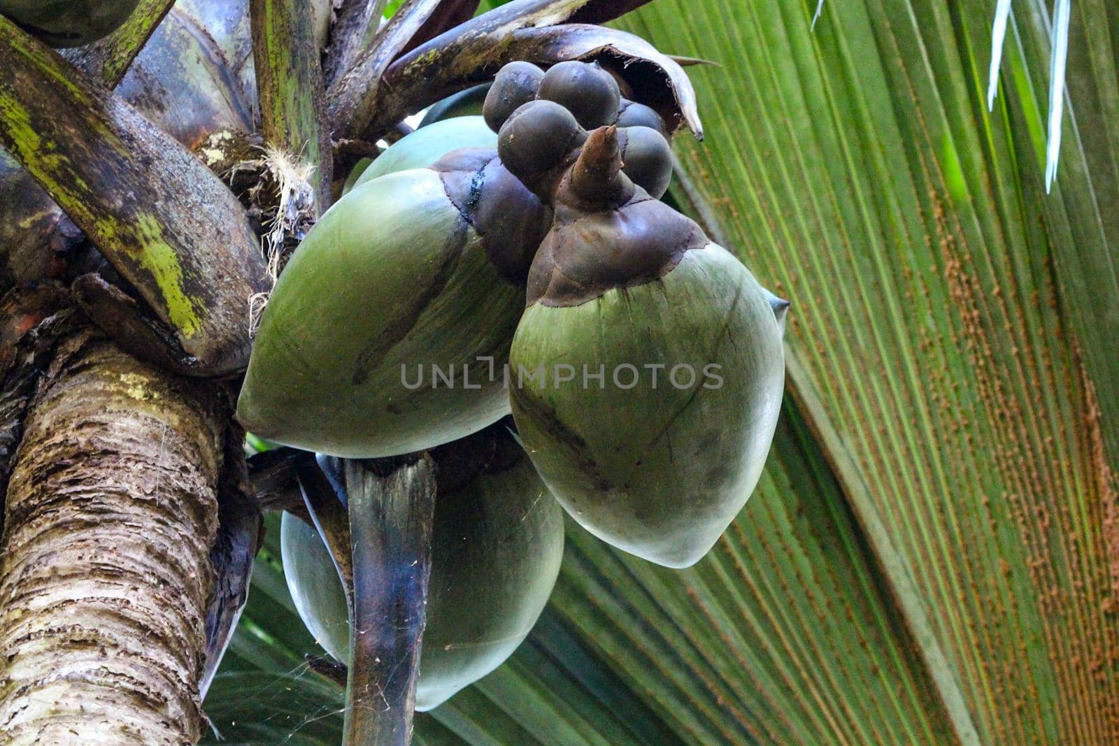 Coco de mer fruit at a seychelles palm tree in UNESCO world natural heritage Vallee de Mai on island praslin