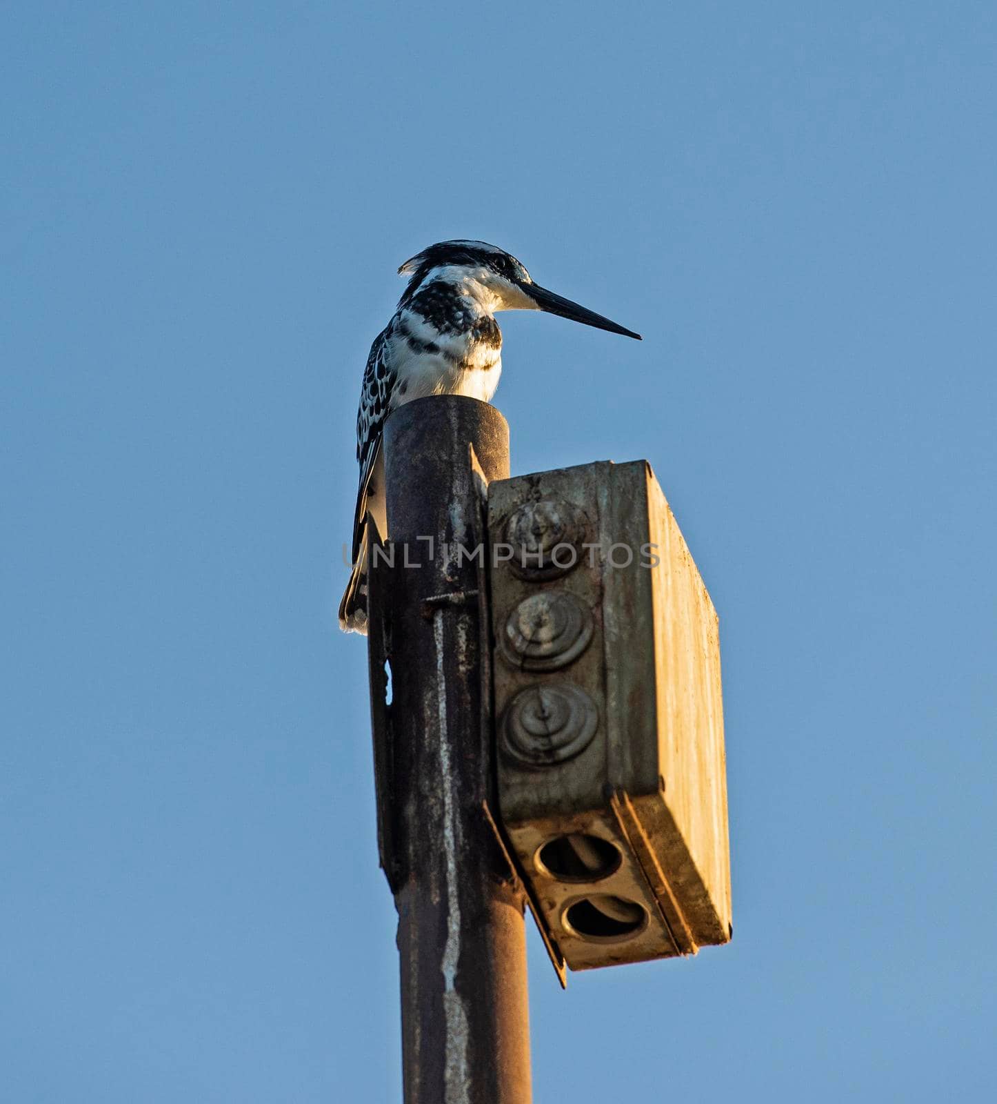 Pied kingfisher ceryle rudis wild bird stood perched on tall post against blue sky background